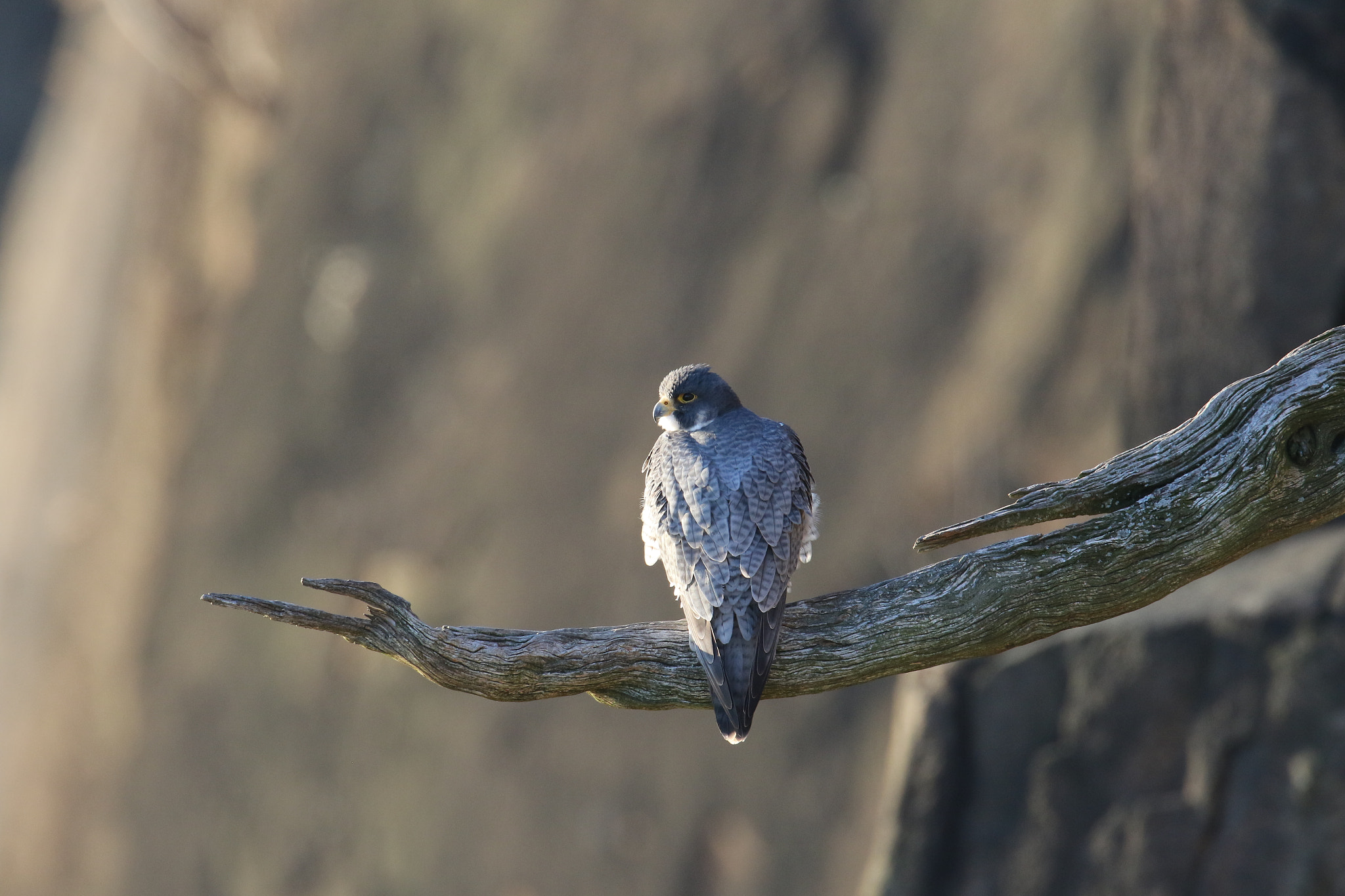 Canon EF 500mm F4L IS USM sample photo