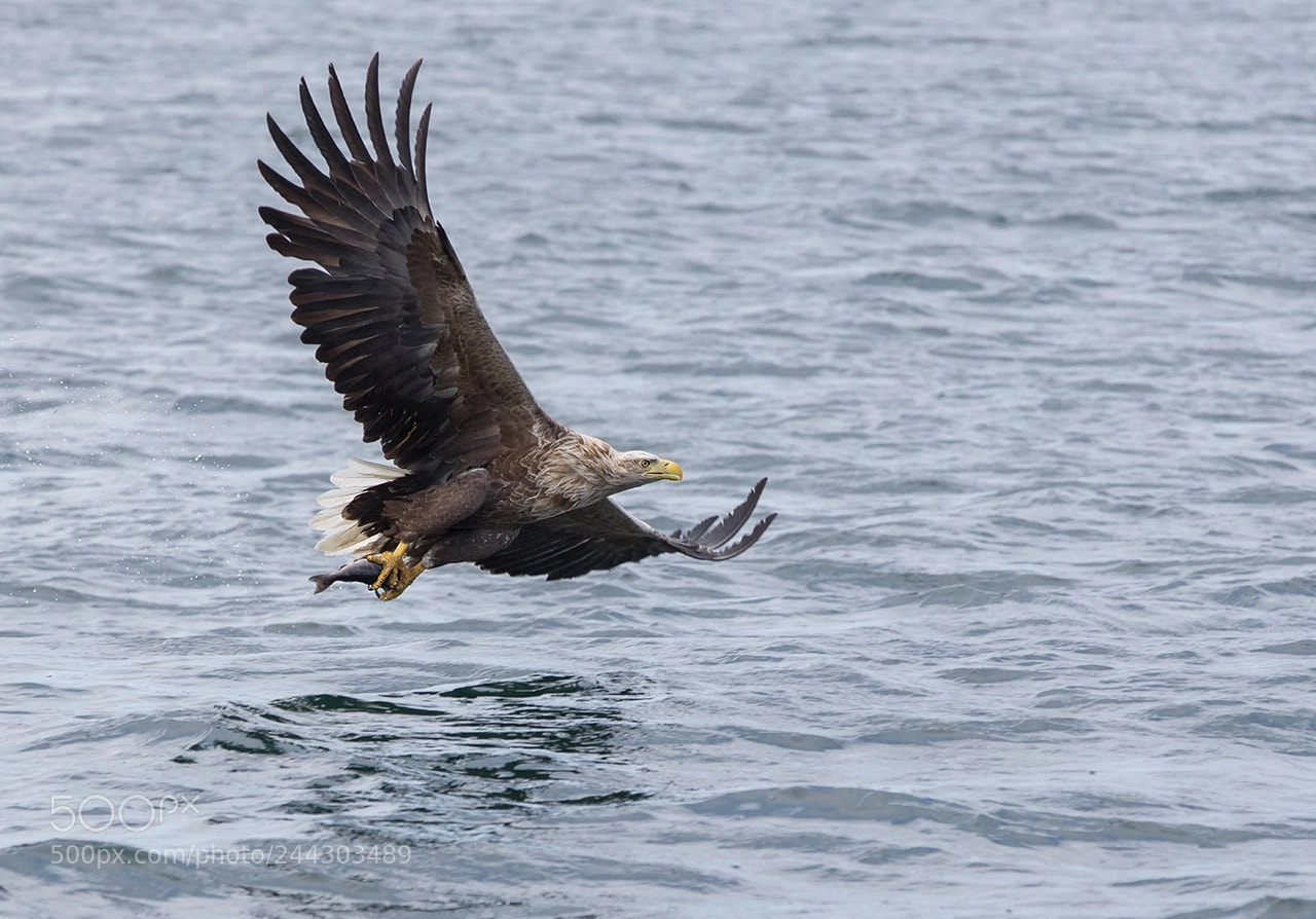Canon EOS-1D X sample photo. Sea eagle photography