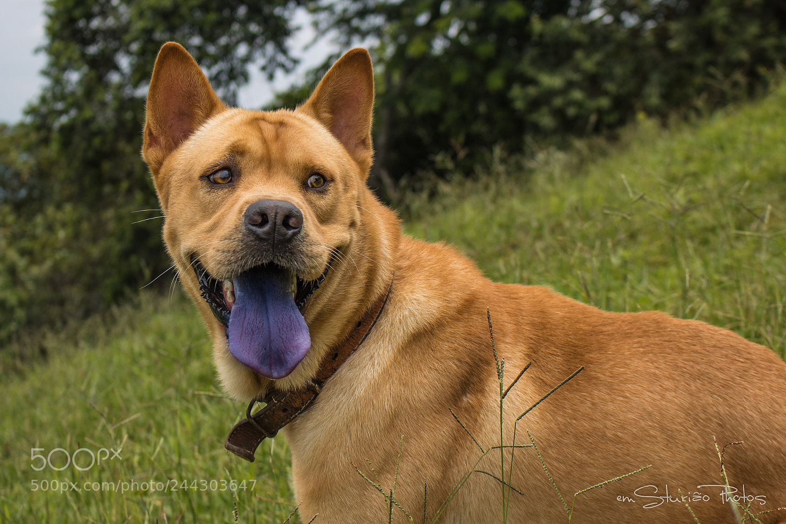 Canon EOS 750D (EOS Rebel T6i / EOS Kiss X8i) sample photo. Jimmy photography