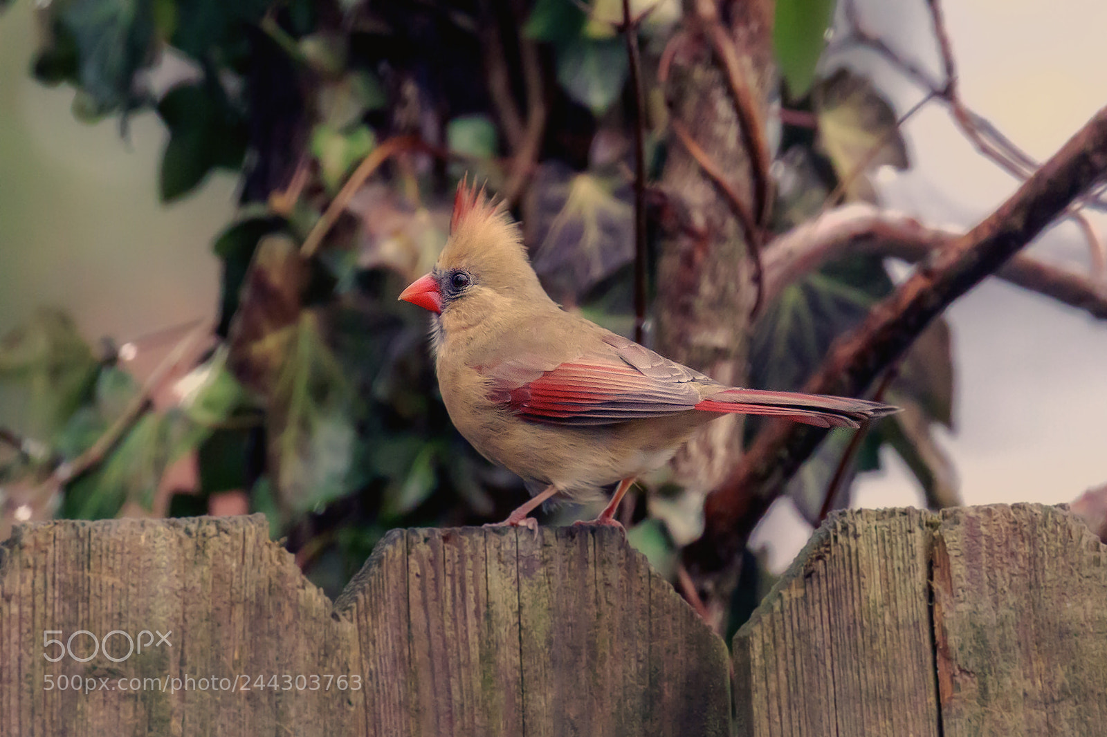 Canon EOS 7D Mark II sample photo. Baby cardinal photography