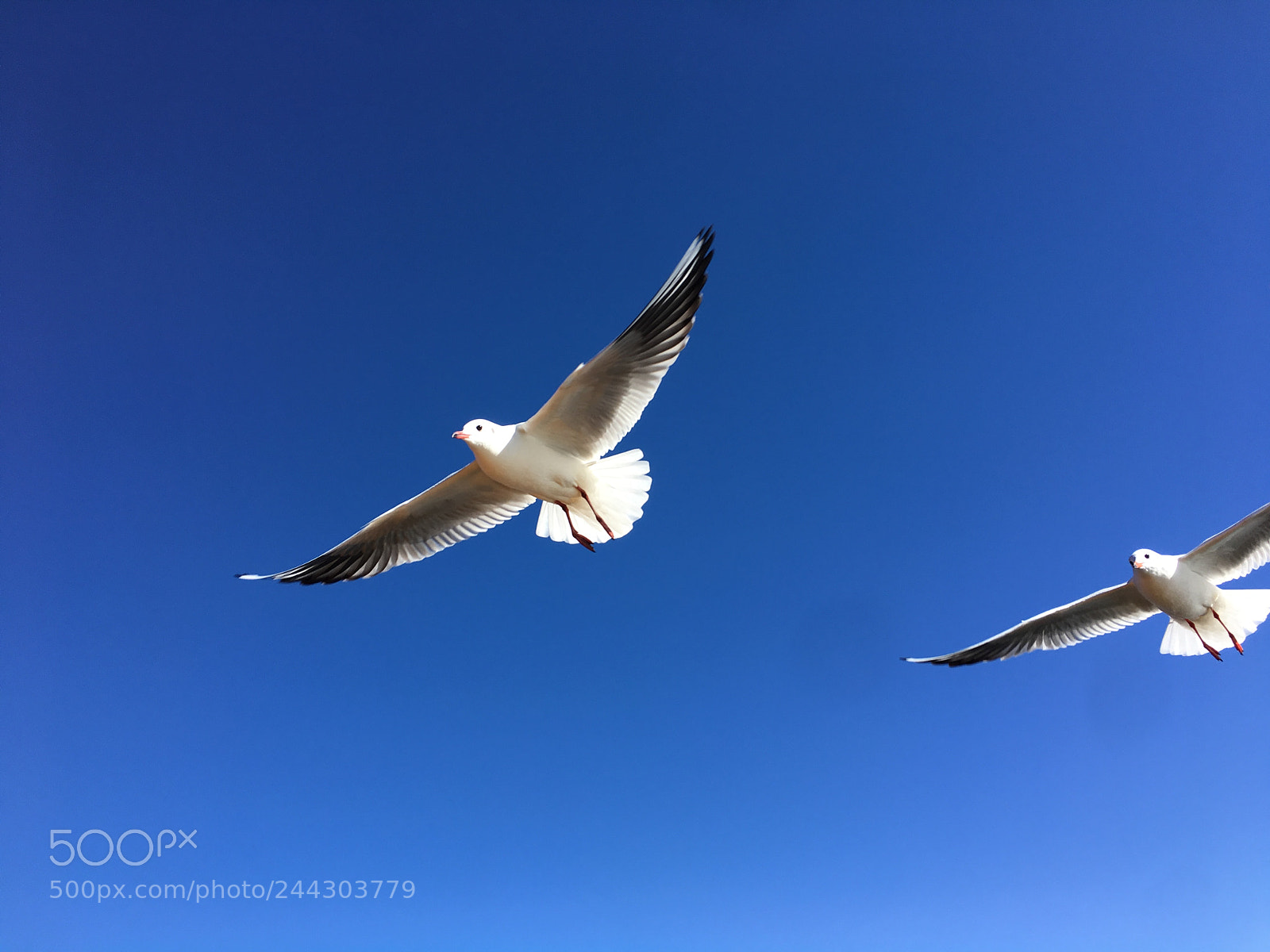 Apple iPhone 6s Plus sample photo. 丽江泸沽湖，乘舟湖心，海鸥四绕，遂有此作 photography