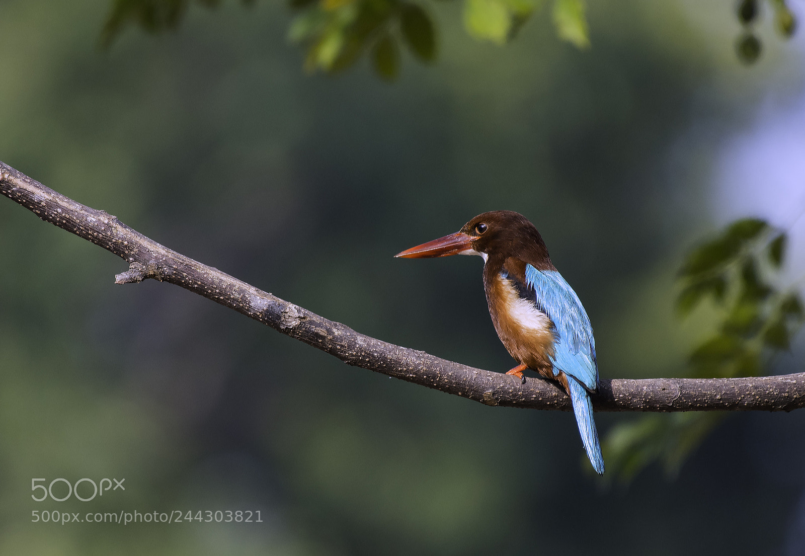 Nikon D500 sample photo. White throated kingfisher photography