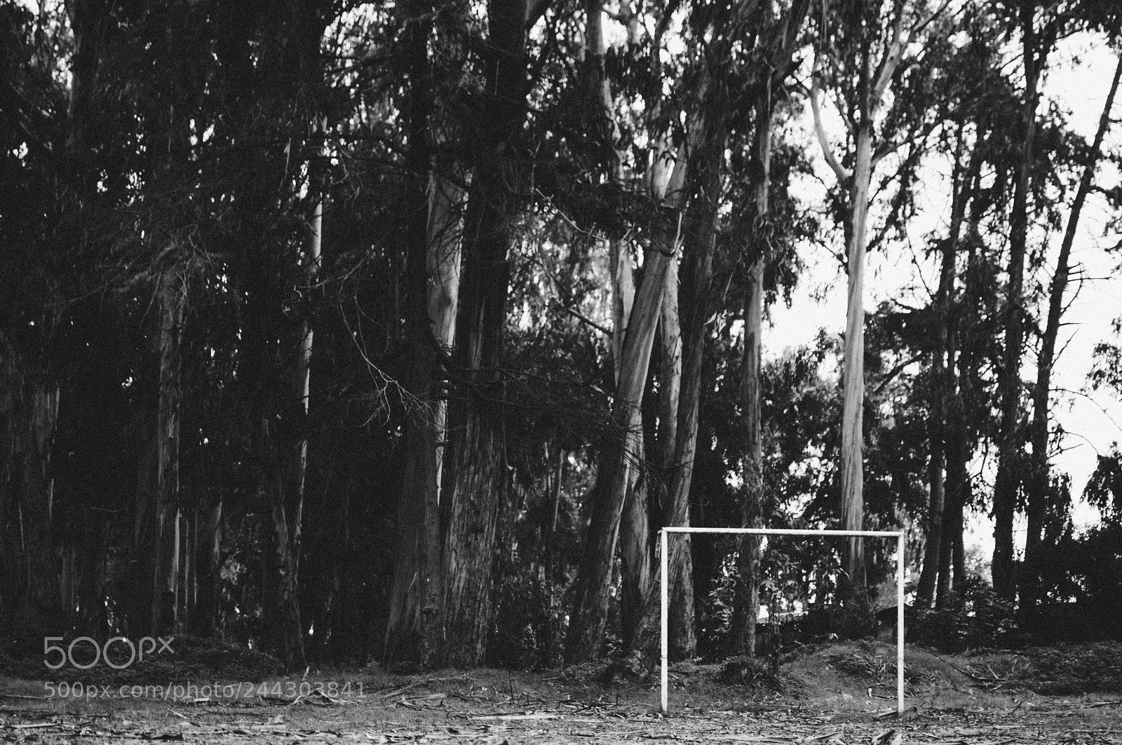 Nikon D300 sample photo. Untitled photography