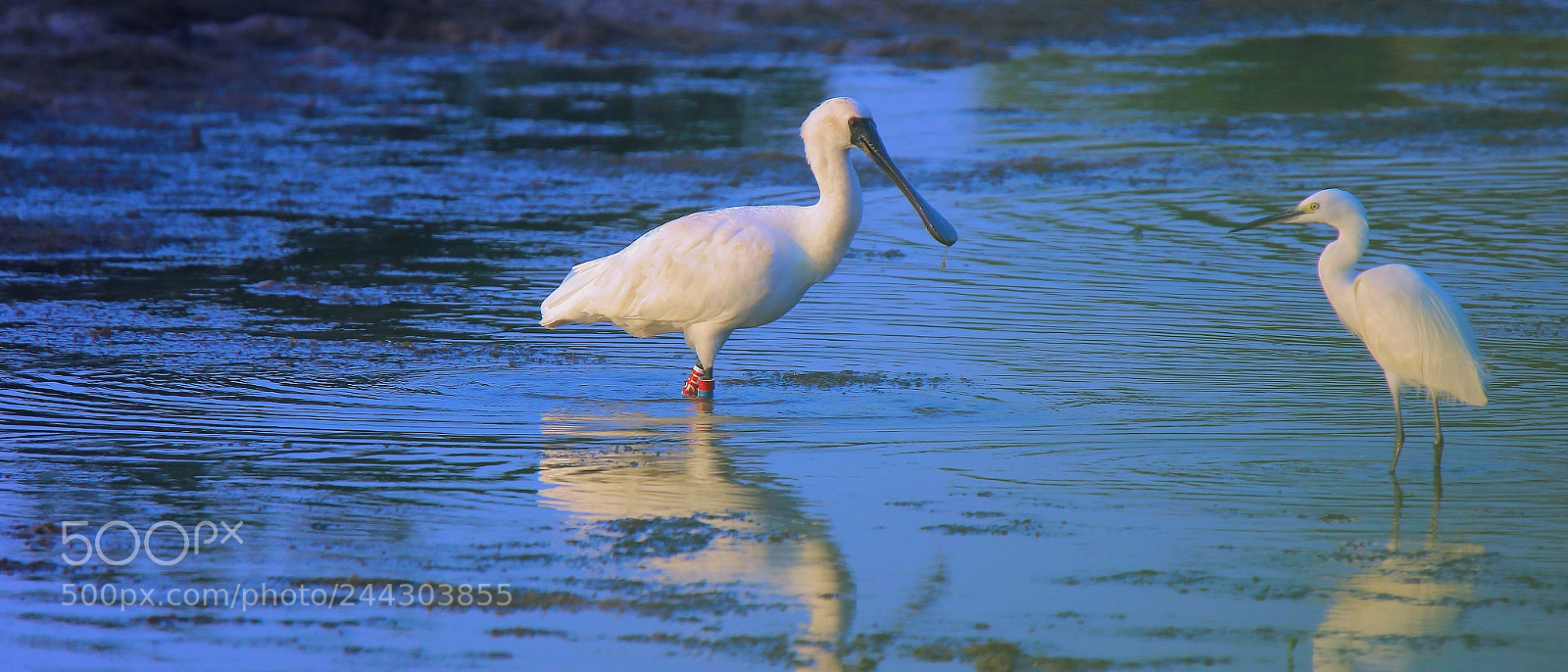Canon EOS 7D Mark II sample photo. Black-faced spoonbill & little egret photography