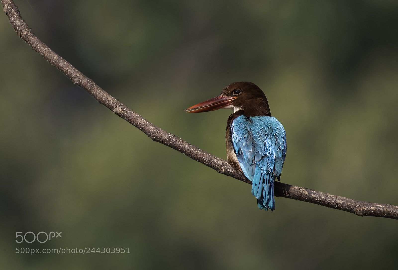 Nikon D500 sample photo. White throated kingfisher photography