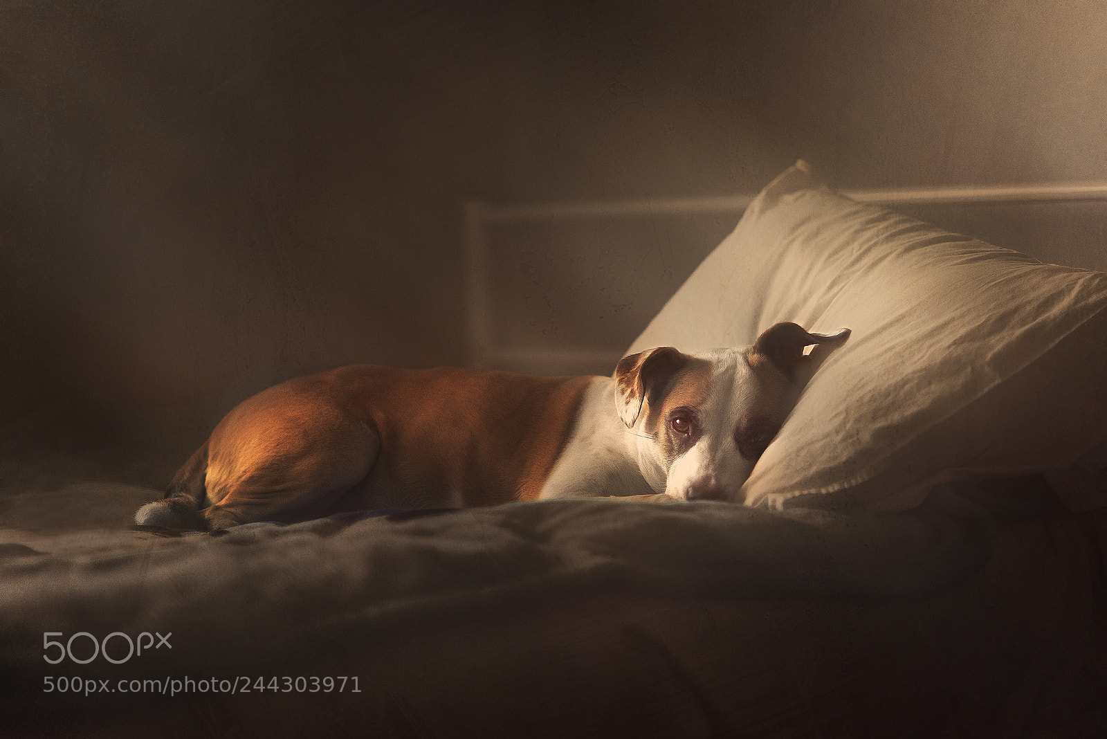 Nikon D600 sample photo. Belle's bed photography
