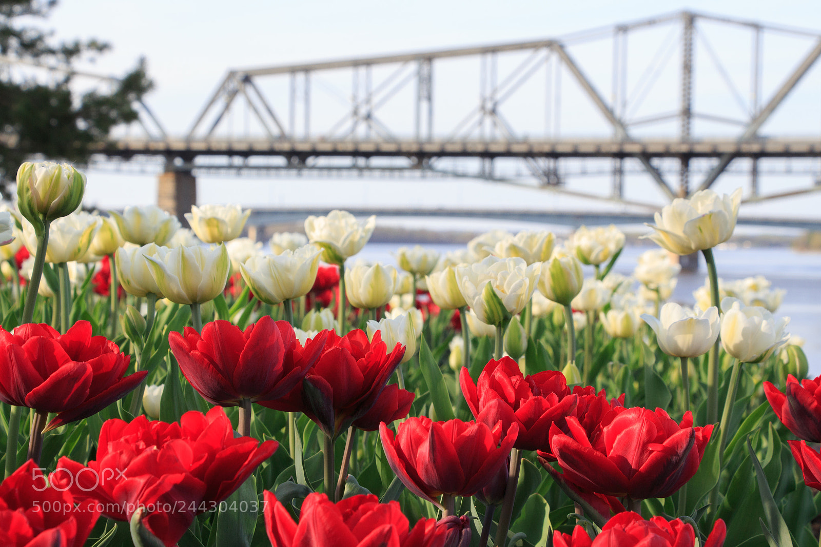 Canon EOS 700D (EOS Rebel T5i / EOS Kiss X7i) sample photo. Tulip festival in gatineau-ottawa photography