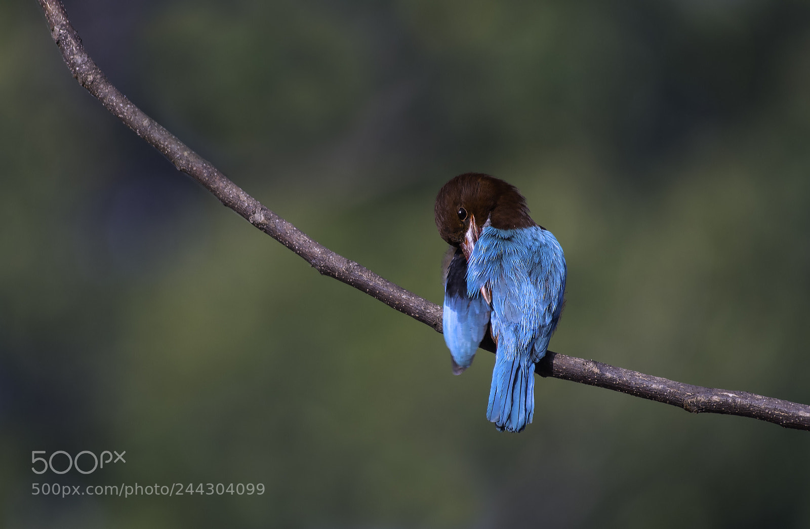 Nikon D500 sample photo. White throated kingfisher photography
