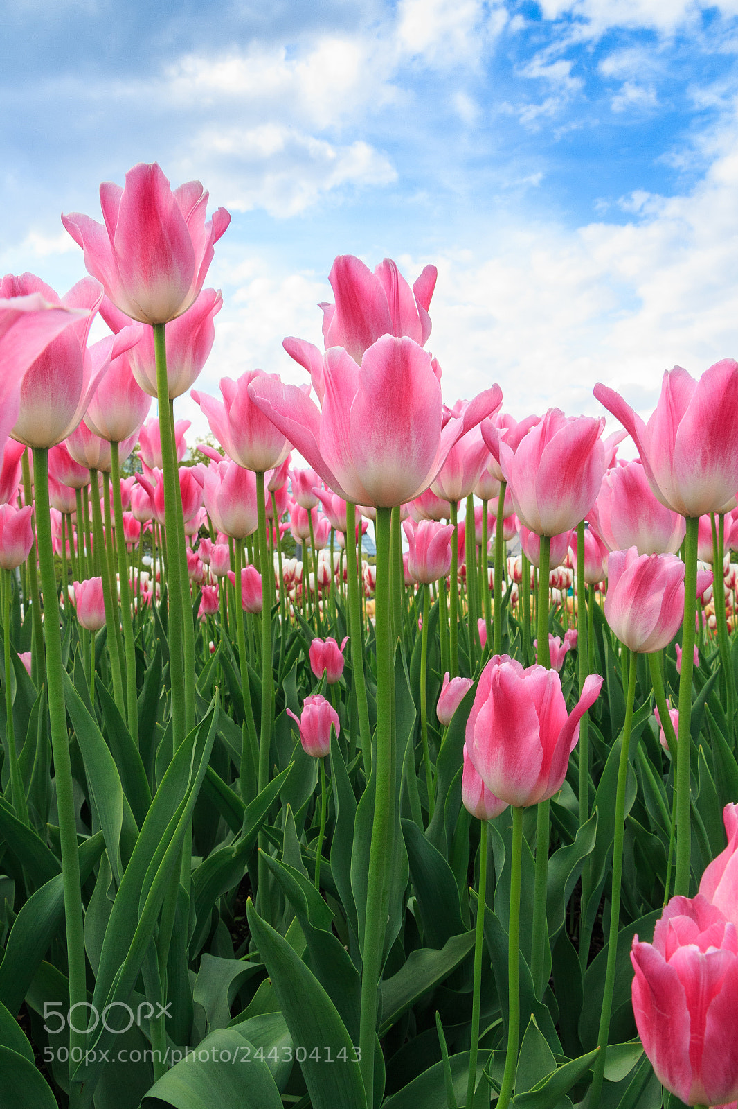 Canon EOS 700D (EOS Rebel T5i / EOS Kiss X7i) sample photo. Pink tulips and blue photography