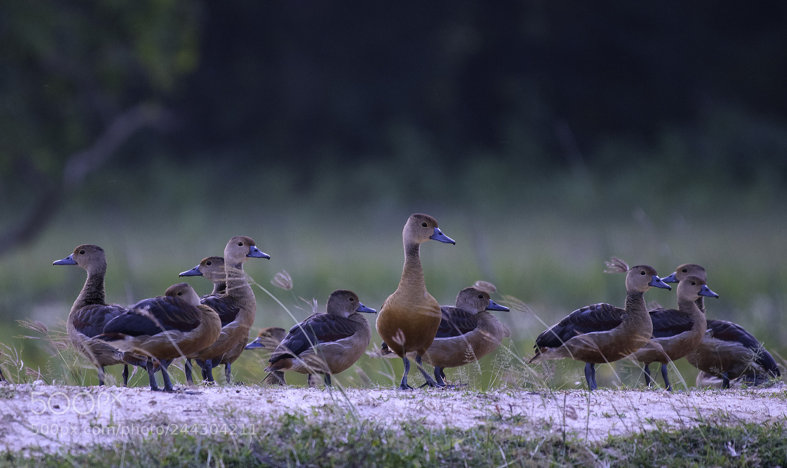 Nikon D500 sample photo. Whistling ducks photography
