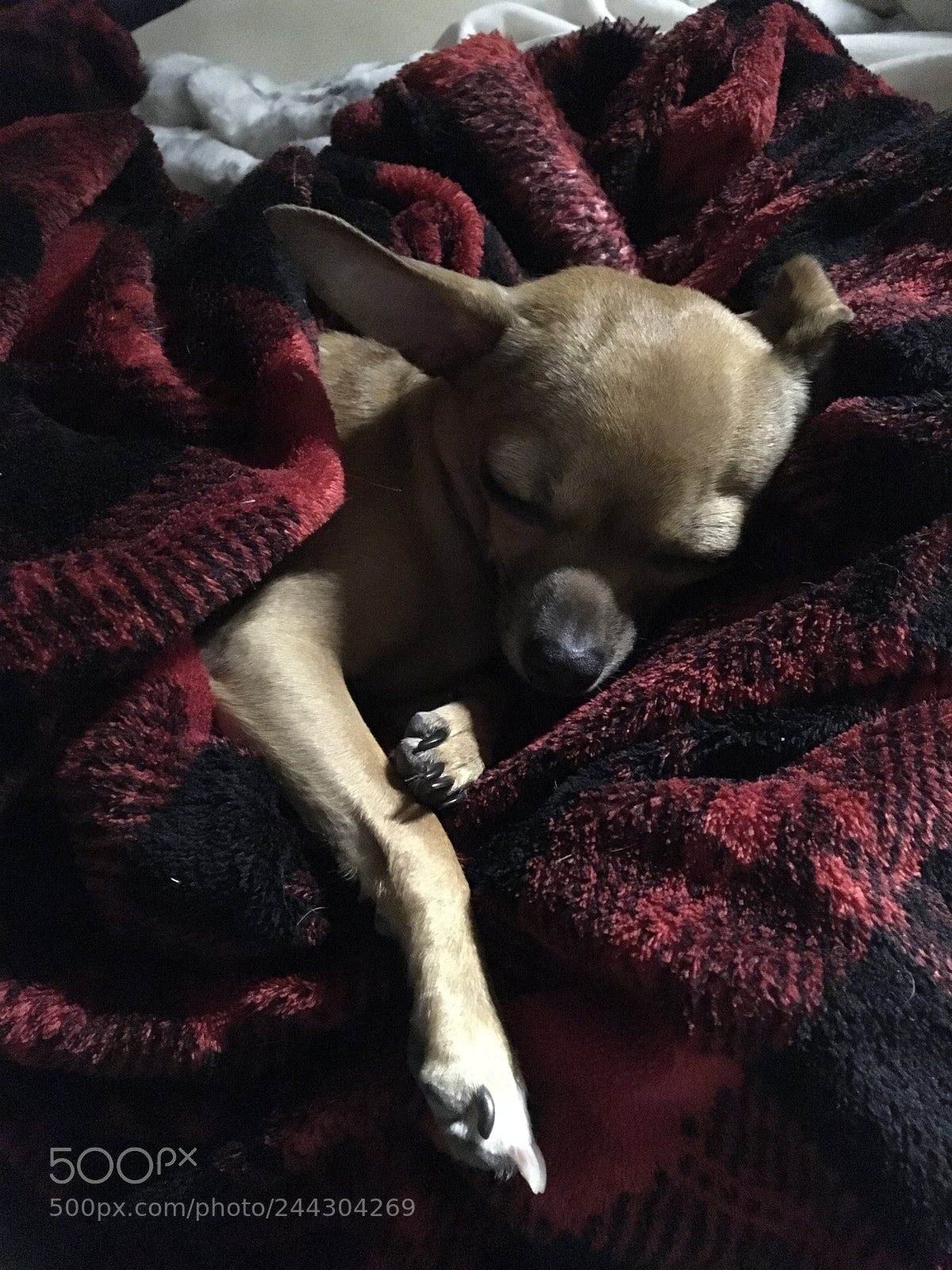 Apple iPad Pro sample photo. One tired trooper photography