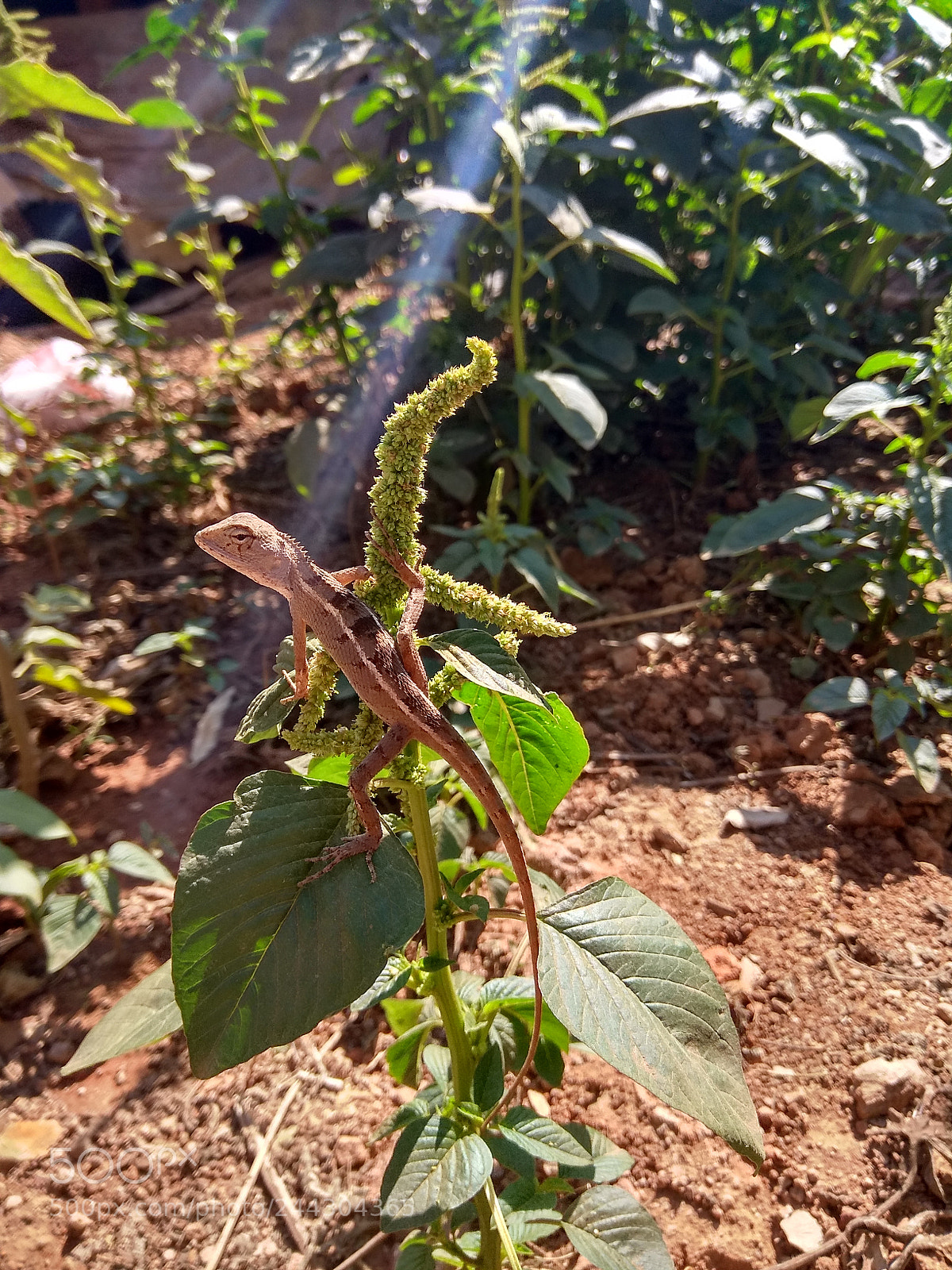 Xiaomi Redmi Note 4 sample photo. Untitled photography