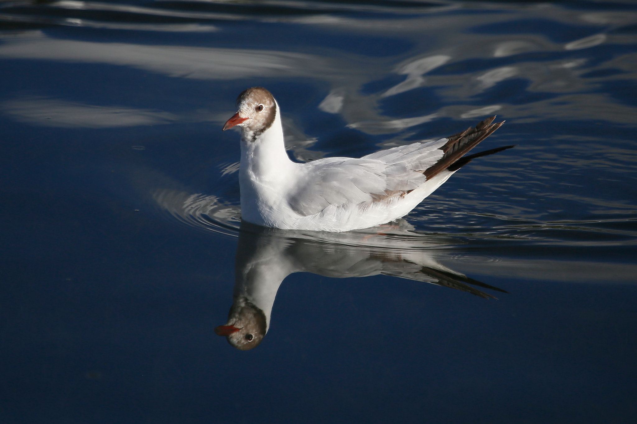 Canon EOS 6D + Canon EF 100-400mm F4.5-5.6L IS USM sample photo. 水鸟 photography