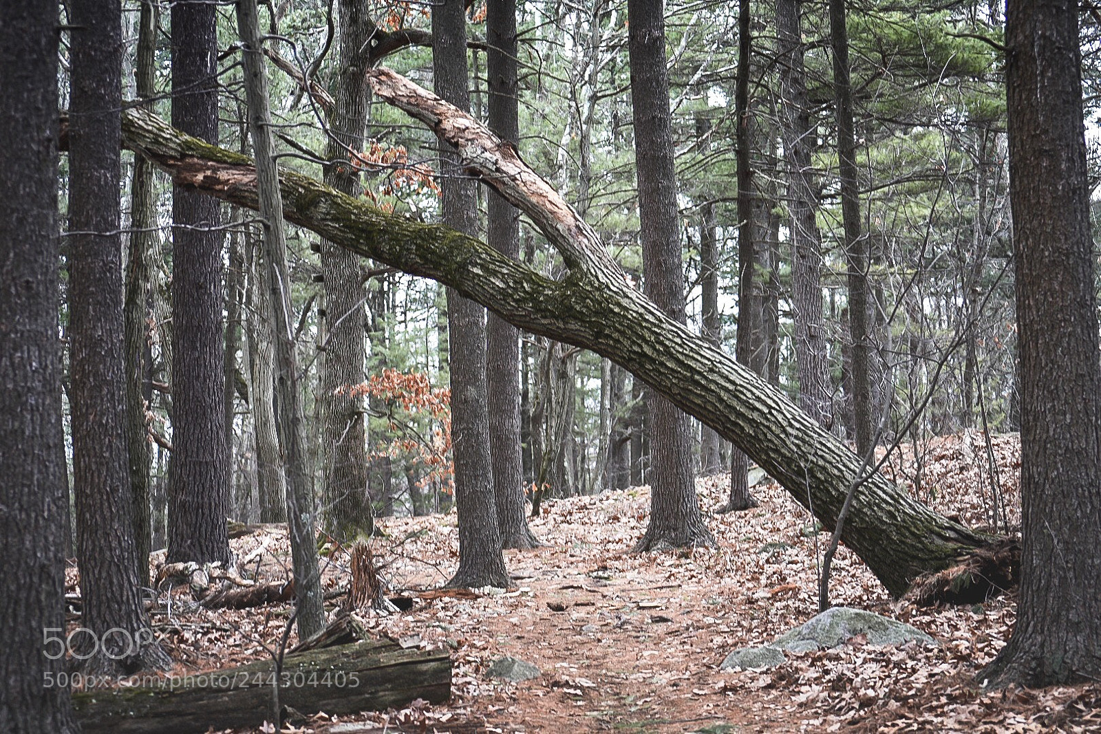Nikon D7200 sample photo. Morning hike photography