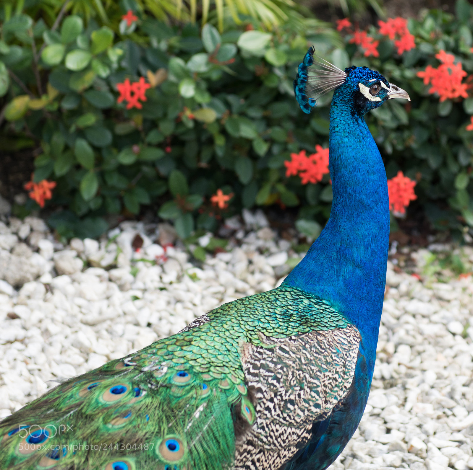 Nikon D850 sample photo. Indian peafowl photography
