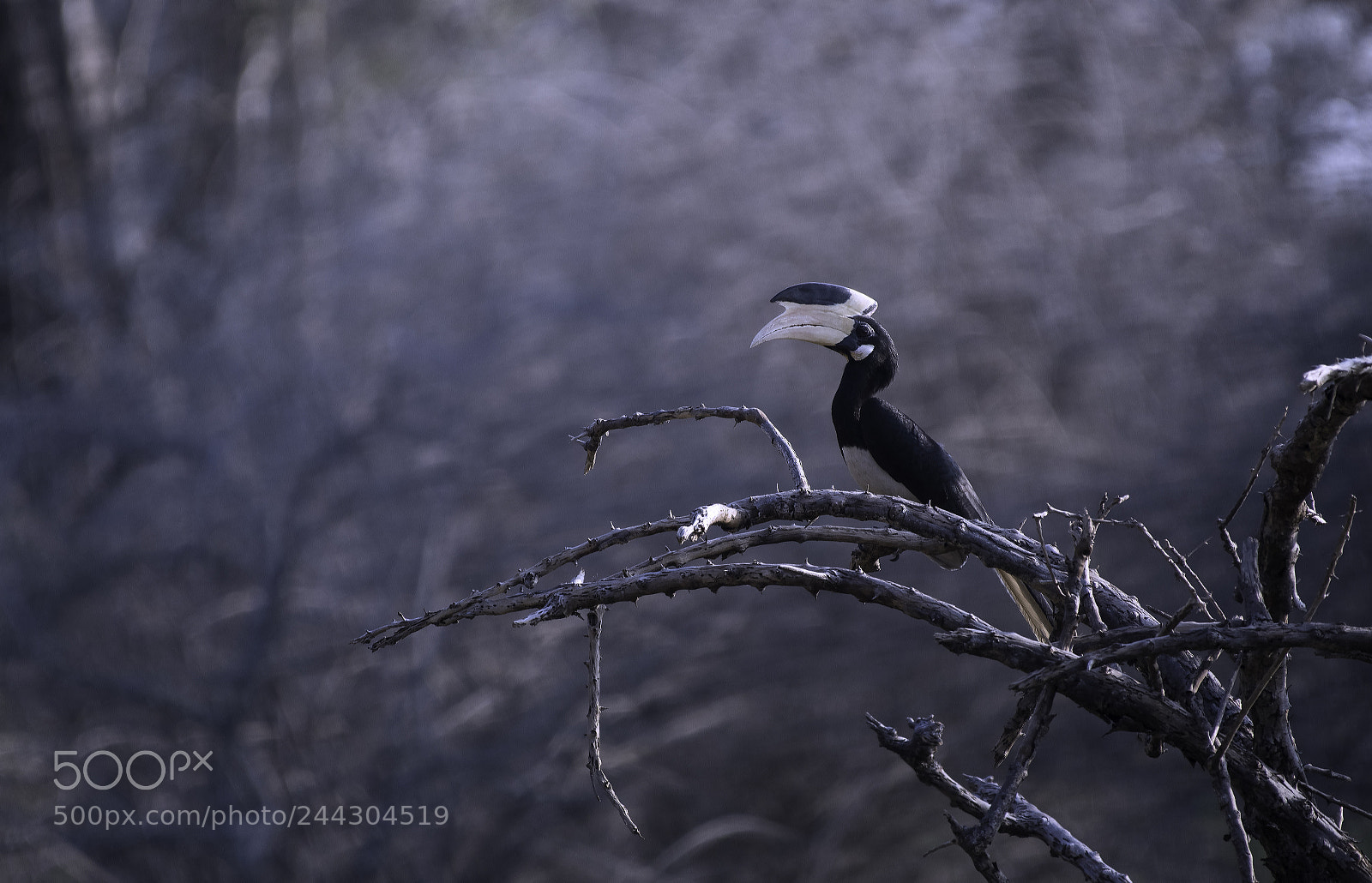 Nikon D500 sample photo. Hornbill photography