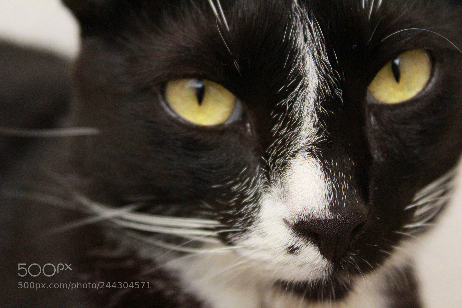 Canon EOS 1300D (EOS Rebel T6 / EOS Kiss X80) sample photo. Pirata's close up photography
