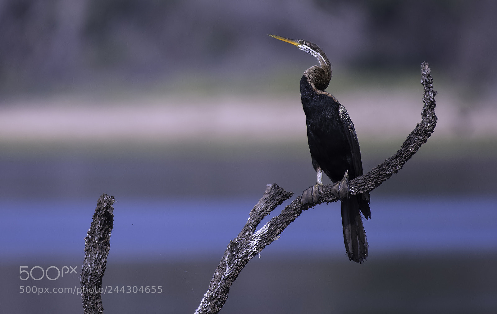 Nikon D500 sample photo. Indian darter photography