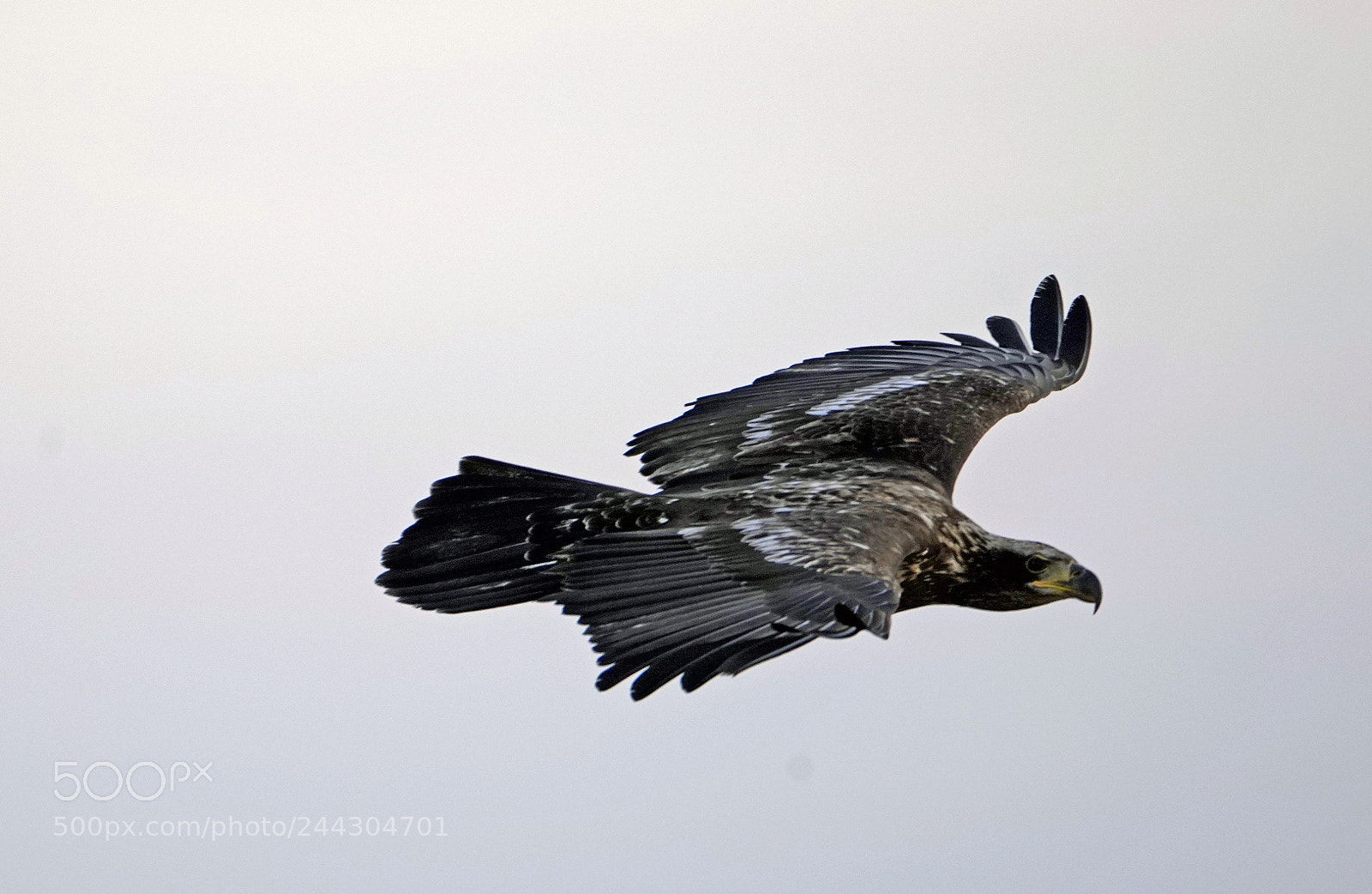 Sony a7R III sample photo. Young eagle in flight photography