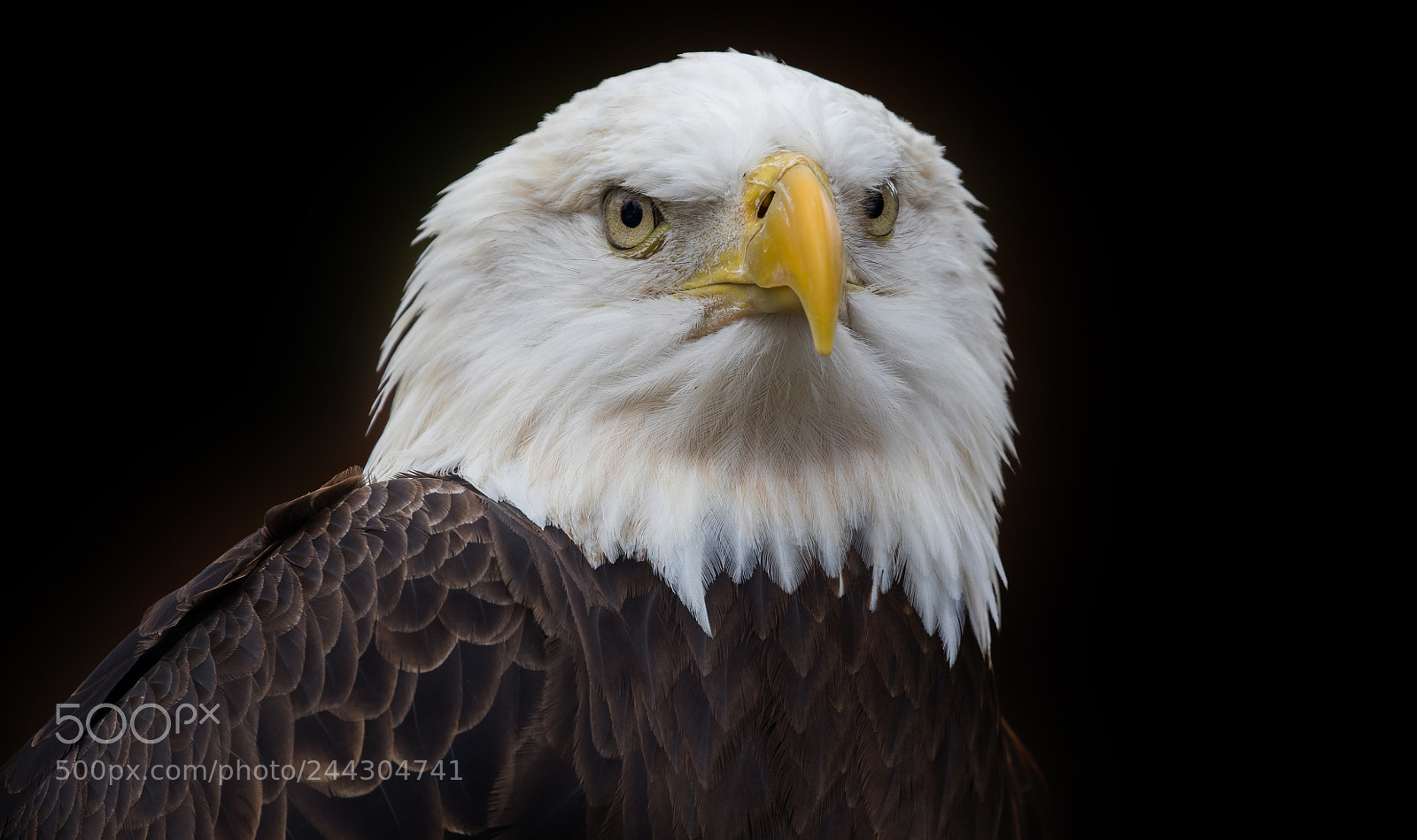 Canon EOS 7D Mark II sample photo. Powerful look photography
