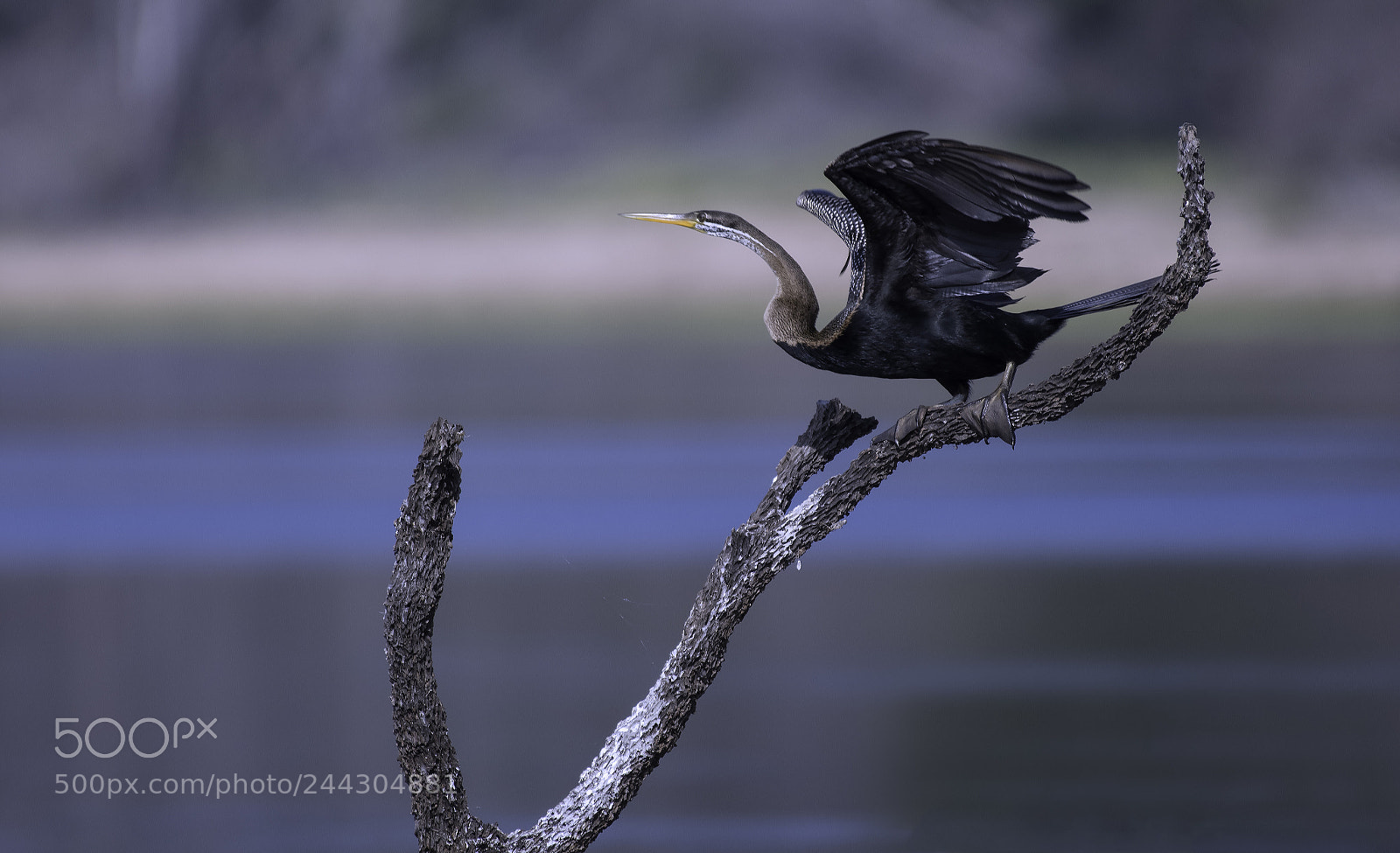 Nikon D500 sample photo. Indian darter photography