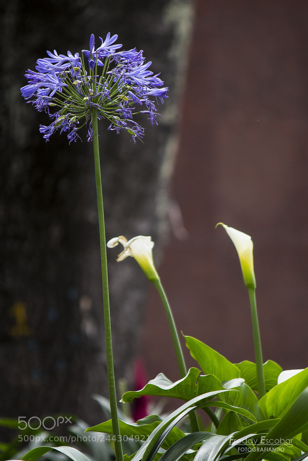 Canon EOS 700D (EOS Rebel T5i / EOS Kiss X7i) sample photo. Bella purpura photography
