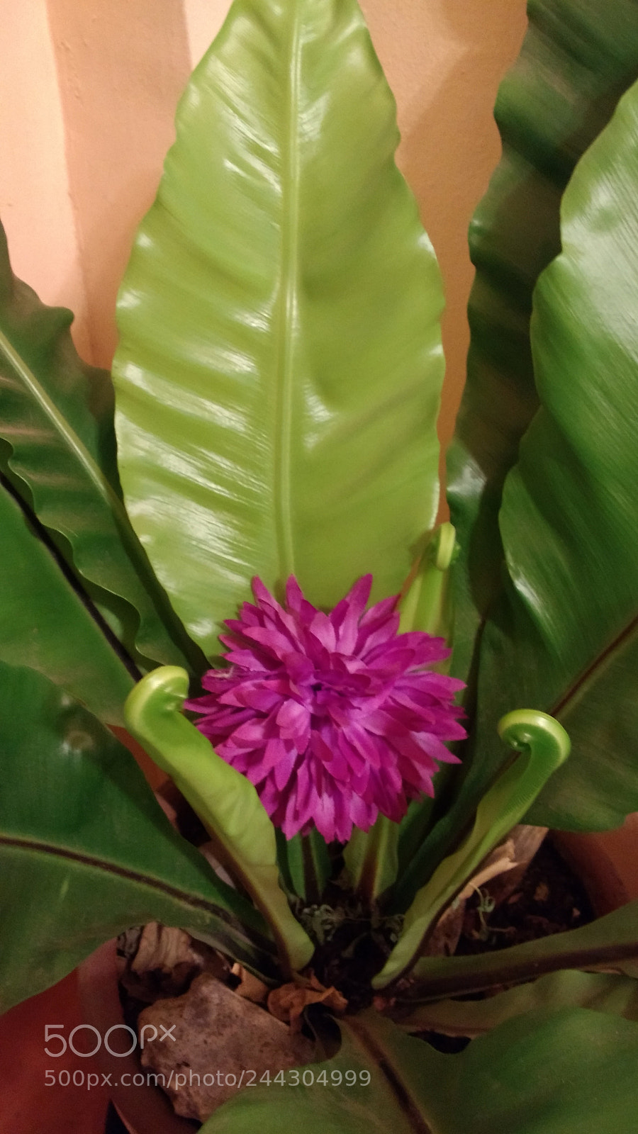 Motorola Moto G (4) sample photo. Untitled photography