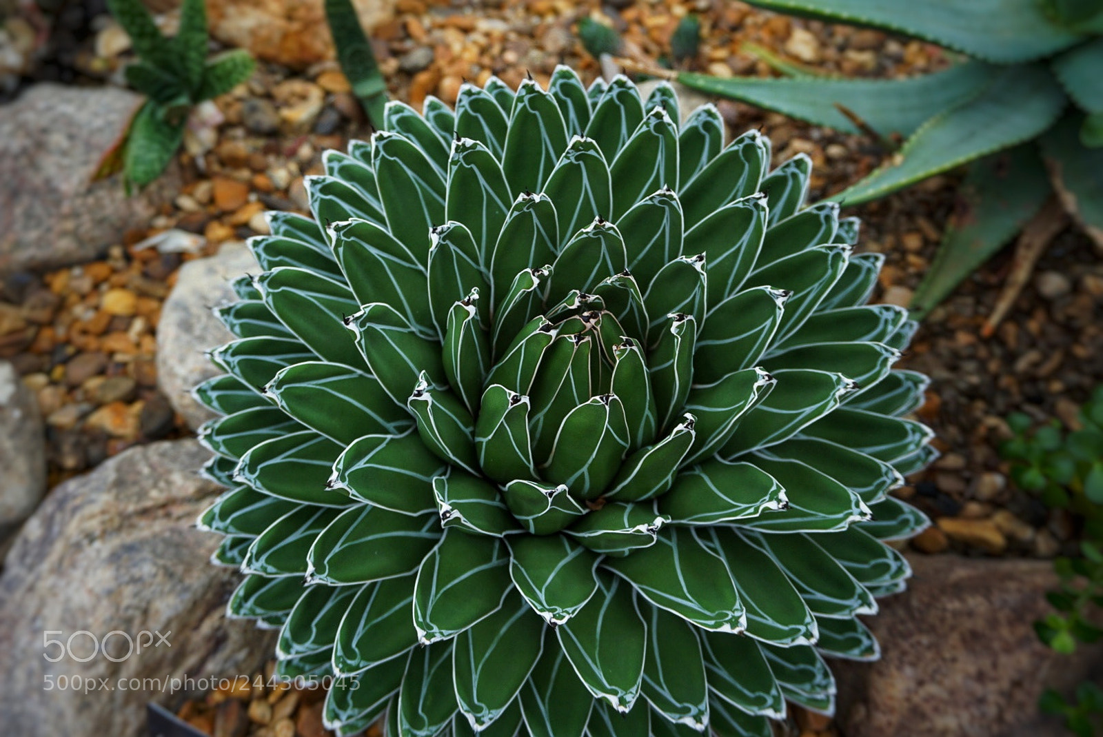 Sony a5100 sample photo. Untitled photography