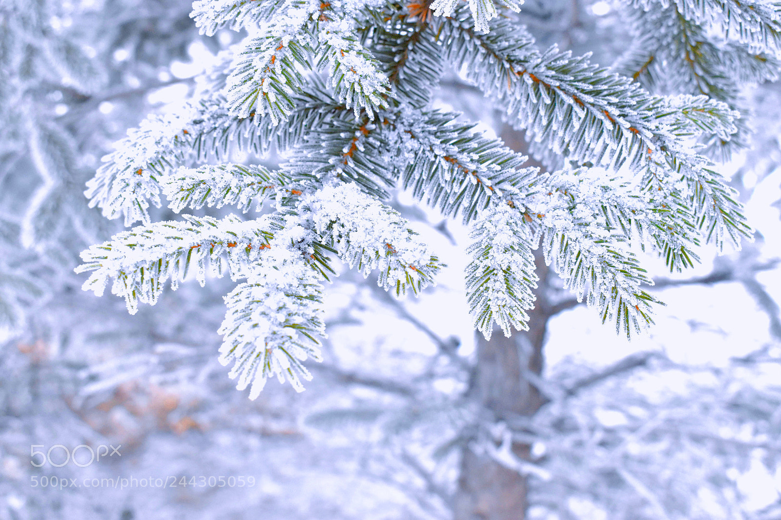 Nikon D5600 sample photo. 161598366849795666.jpg photography