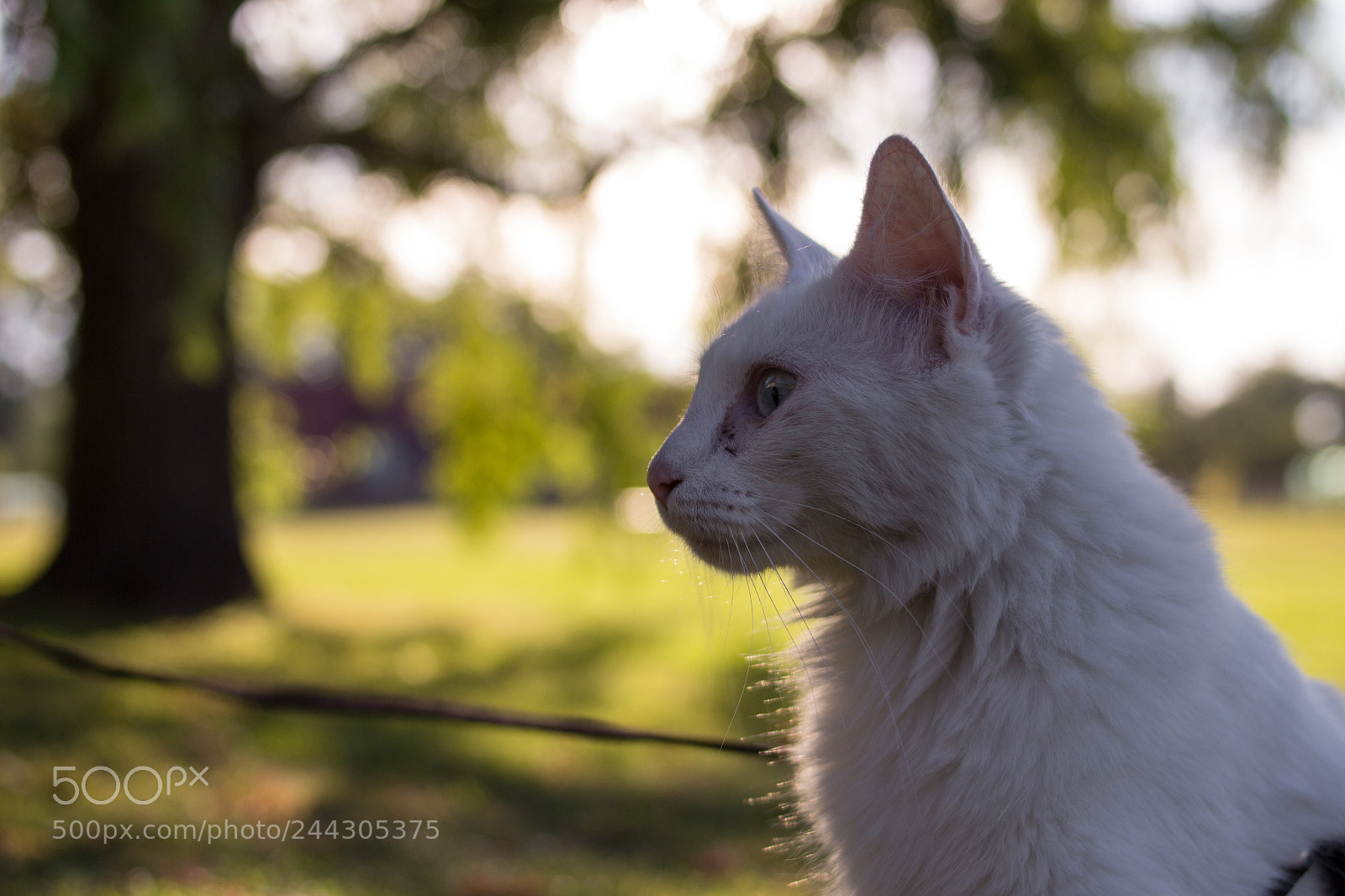 Canon EOS 700D (EOS Rebel T5i / EOS Kiss X7i) sample photo. Kiwi contemplate her past photography