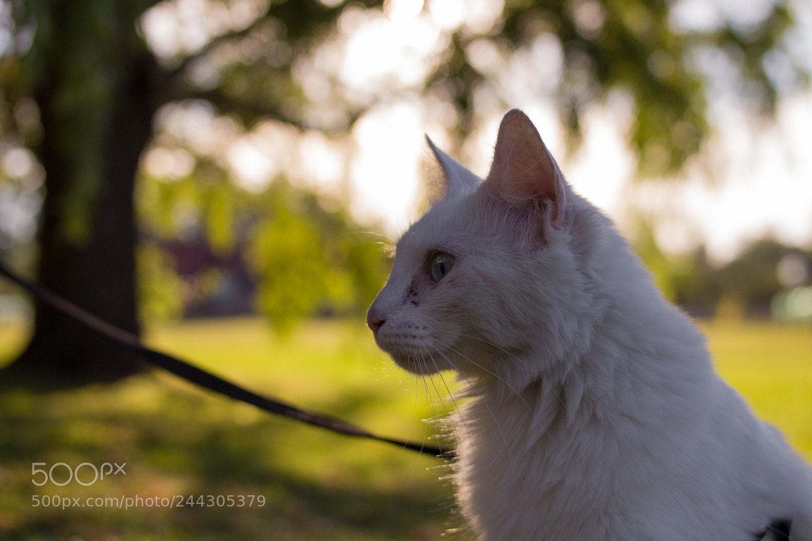 Canon EOS 700D (EOS Rebel T5i / EOS Kiss X7i) sample photo. Kiwi contemplate her future photography