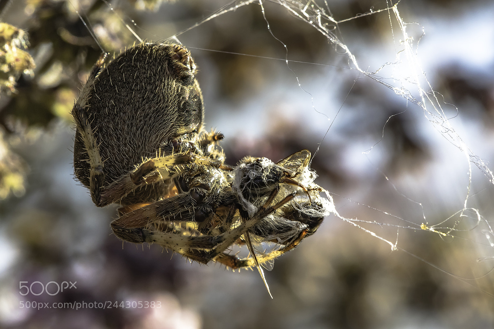 Canon EOS 7D Mark II sample photo. Orb weaver and honey photography
