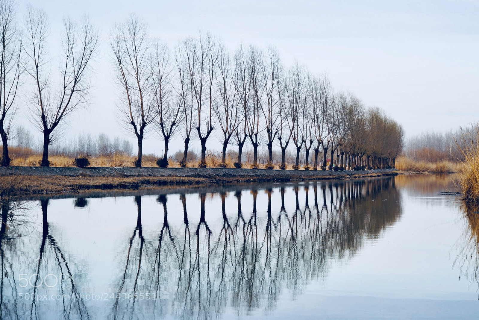 Sony a7R III sample photo. 湿地 photography