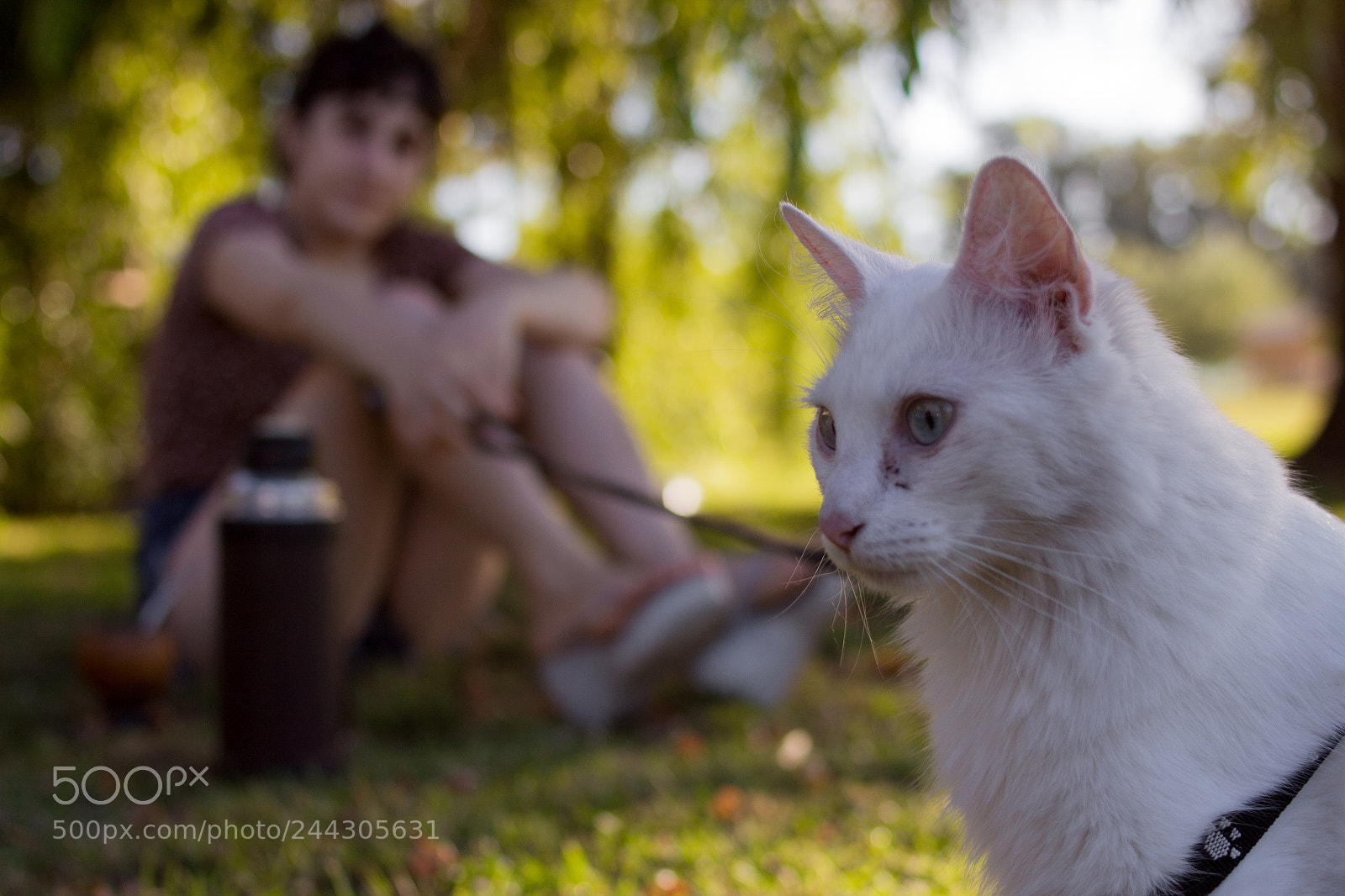Canon EOS 700D (EOS Rebel T5i / EOS Kiss X7i) sample photo. Kiwi waiting her mate photography