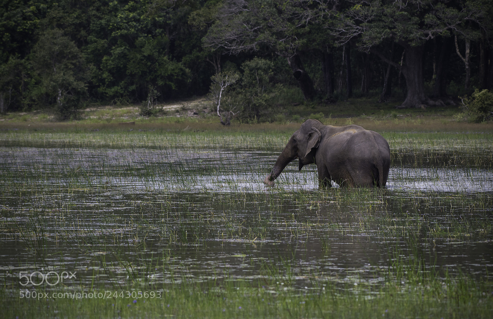 Nikon D500 sample photo. Asian elephant photography