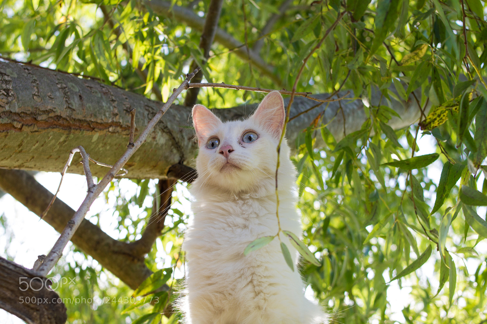 Canon EOS 700D (EOS Rebel T5i / EOS Kiss X7i) sample photo. Suricate ancester photography