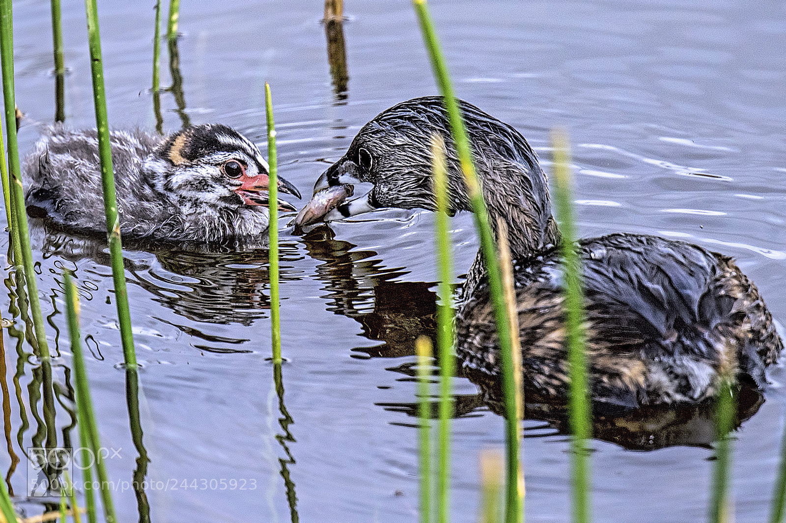 Nikon D810 sample photo. Chick photography