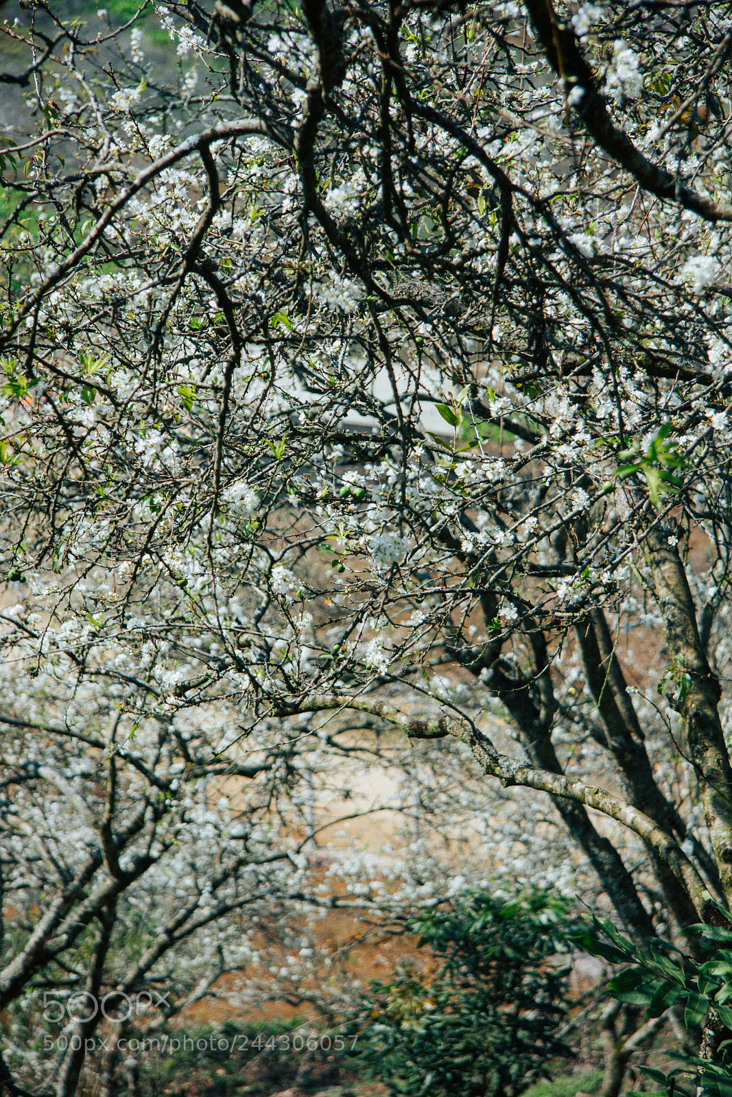 Canon EOS 60D sample photo. Spring photography