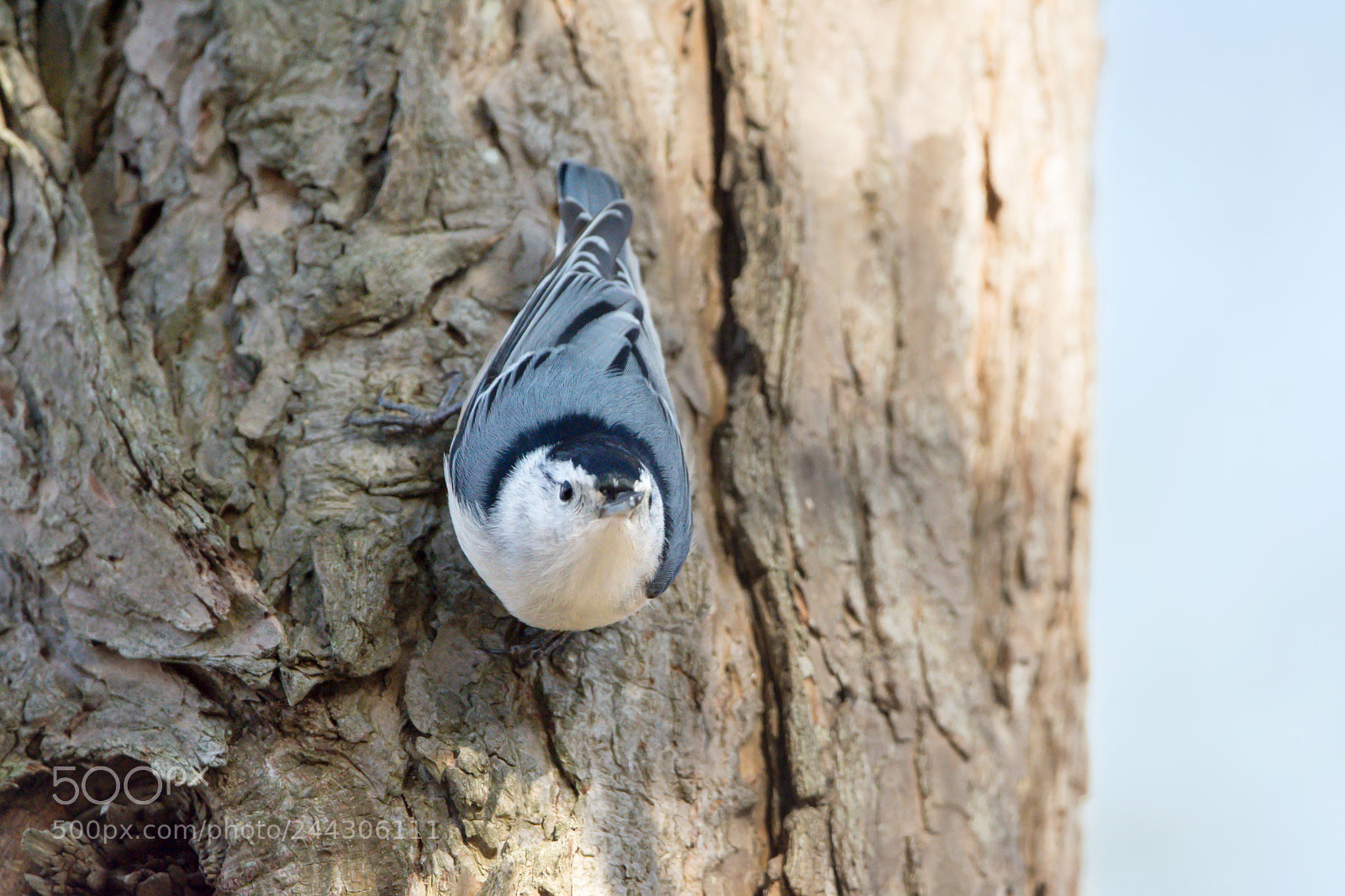 Nikon D7200 sample photo. White-breasted nuthatch photography