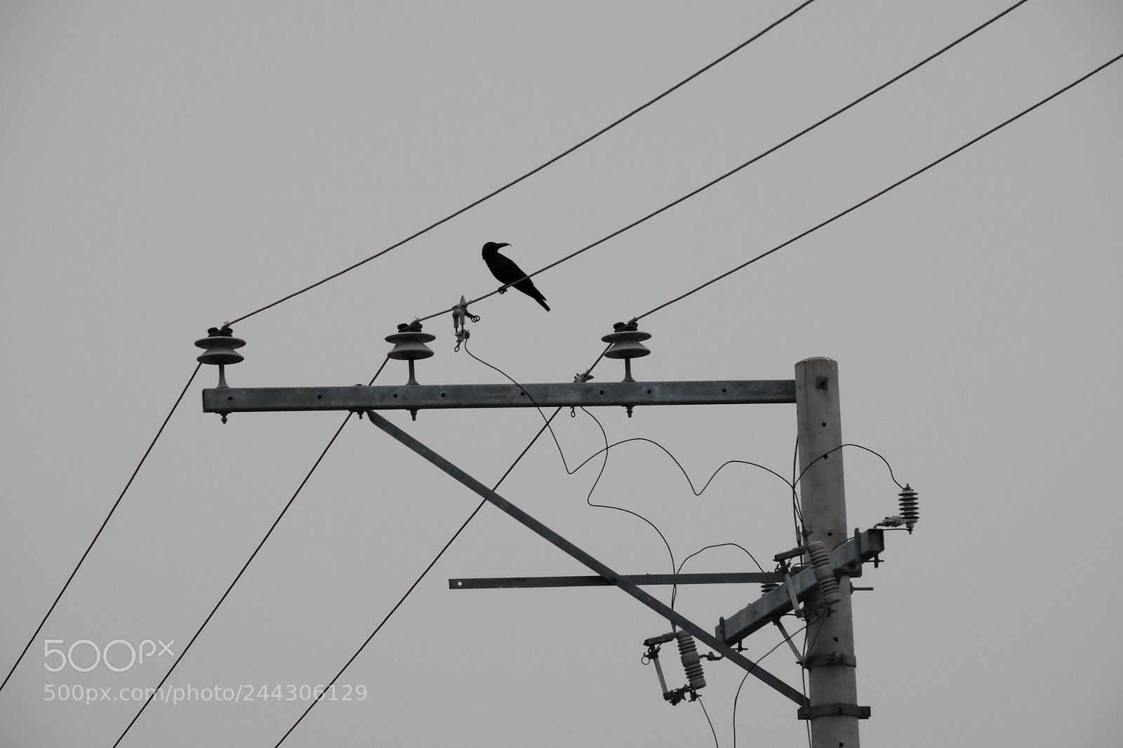 Fujifilm X-T1 sample photo. One bird photography
