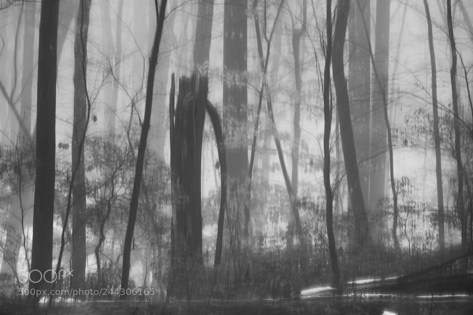 Pentax K-1 sample photo. Many trees of a photography