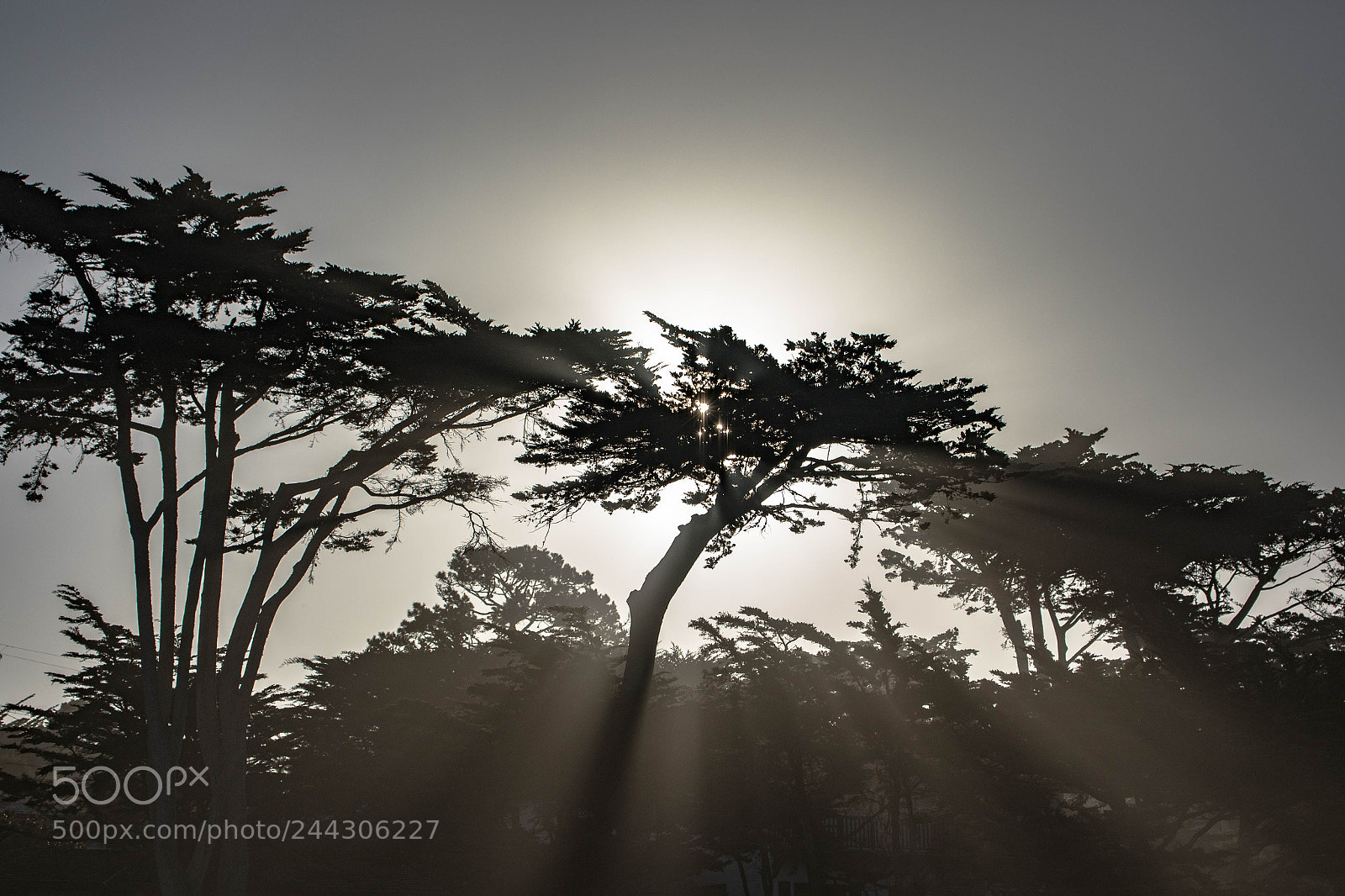 Canon EOS 7D Mark II sample photo. Monterey cypress photography