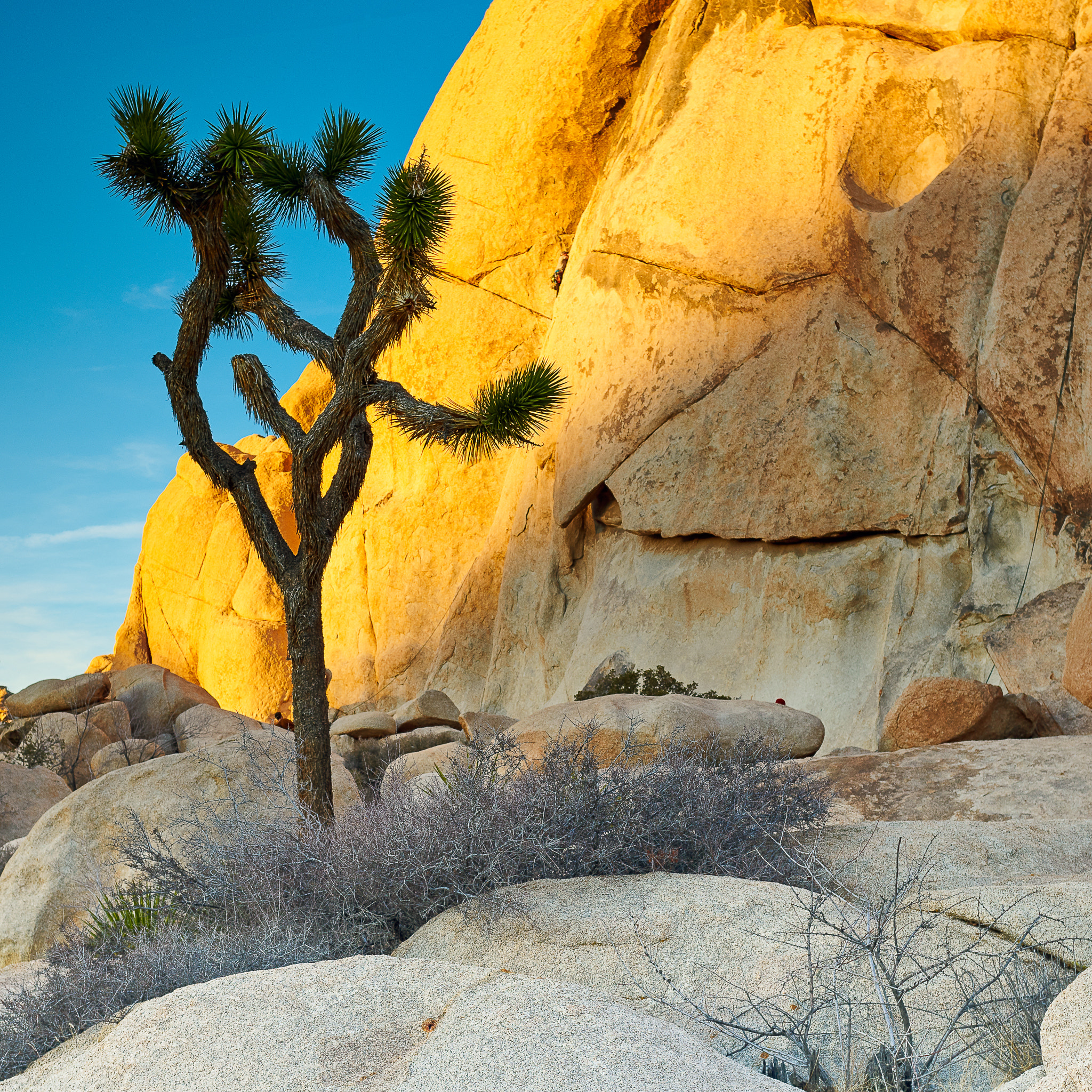 Nikon D850 sample photo. Joshua tree and glowing granite photography