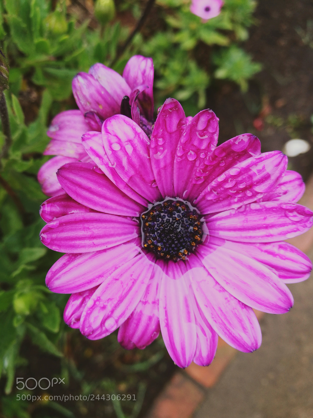 HUAWEI P9 Plus sample photo. Untitled photography