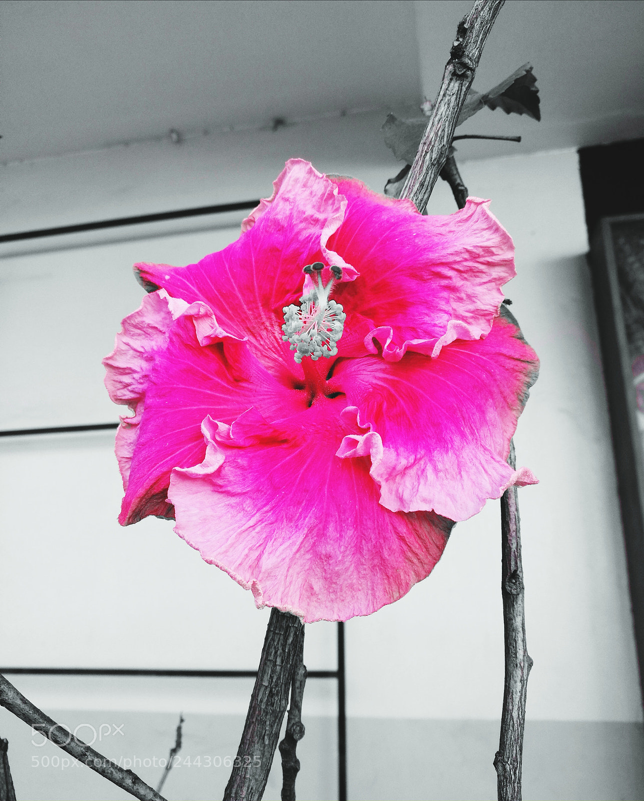 HUAWEI P9 Plus sample photo. Untitled photography