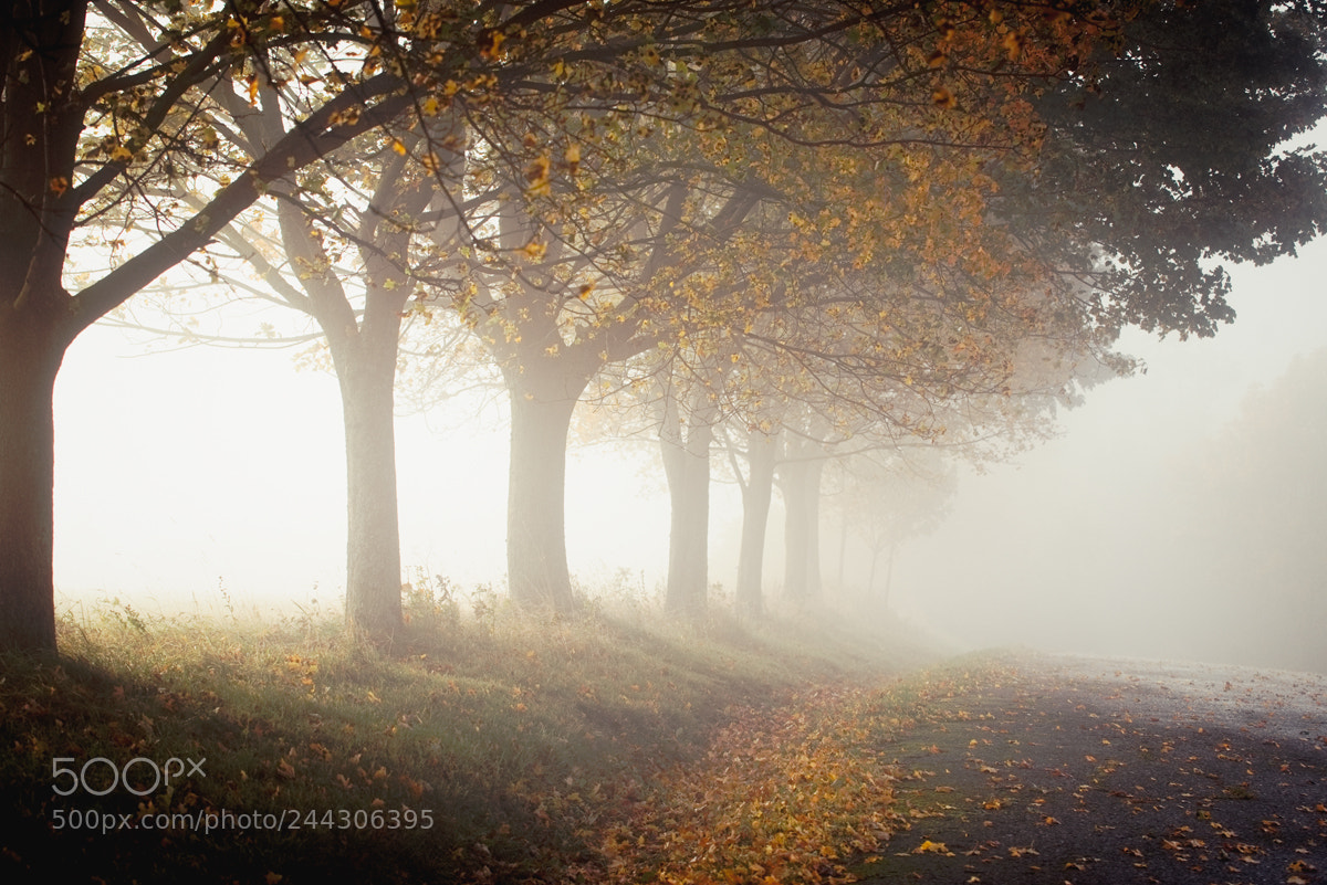Nikon D610 sample photo. Foggy photography