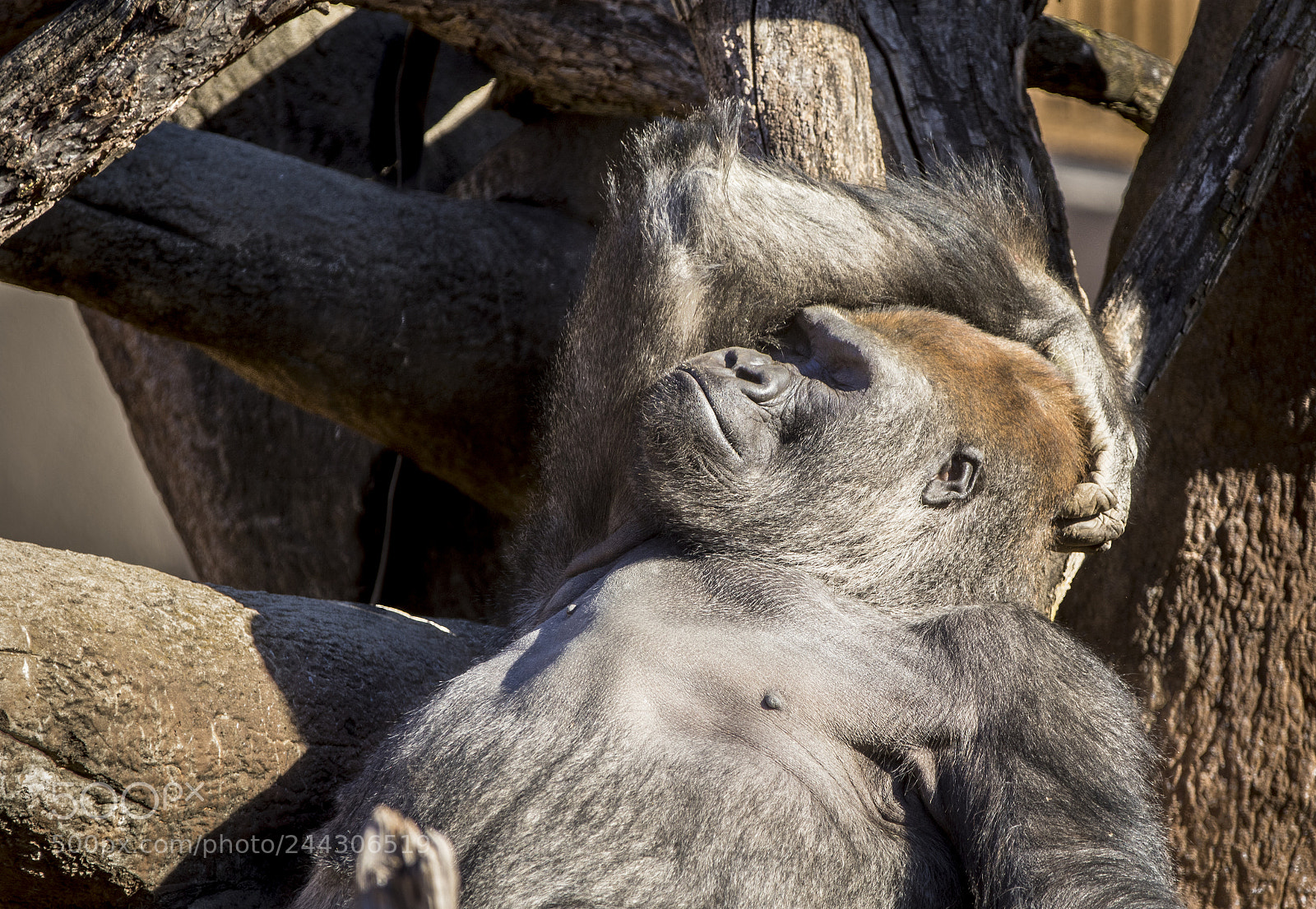Canon EOS 7D Mark II sample photo. Nap time photography