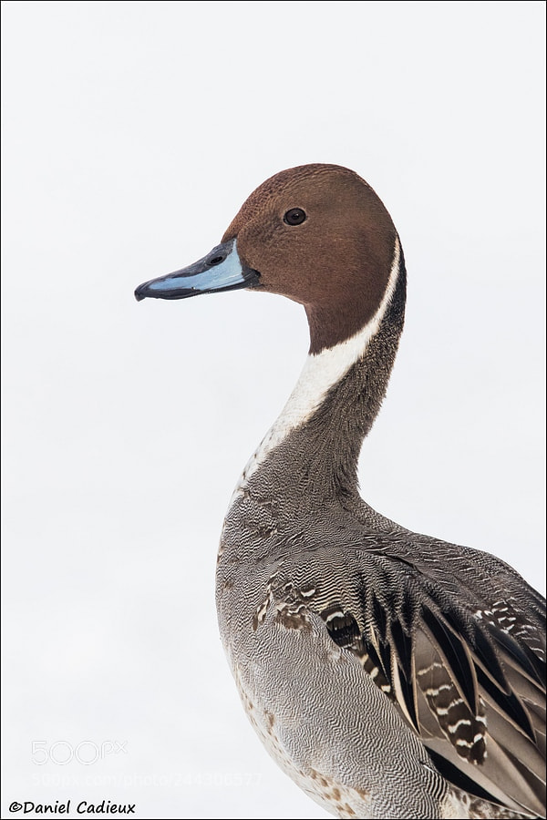 Canon EOS 7D Mark II sample photo. Male northern pintail portrait photography