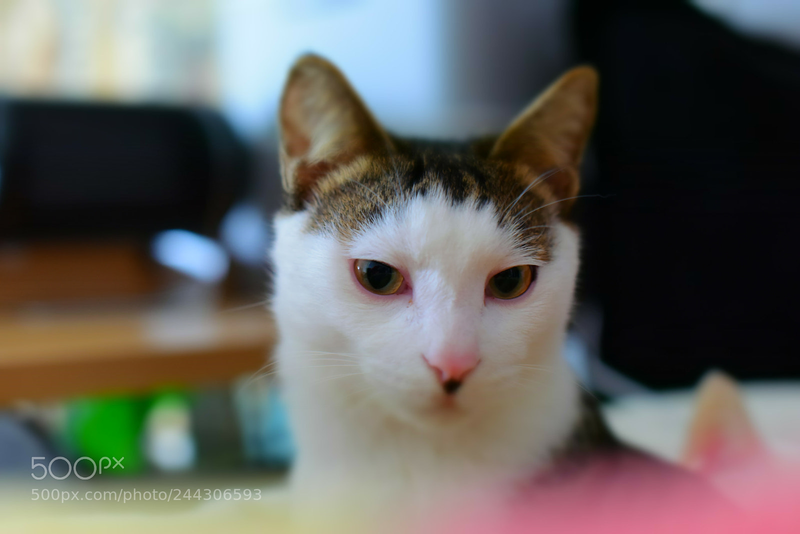 Nikon AF-S Nikkor 50mm F1.4G sample photo. 长的像小狐狸 photography