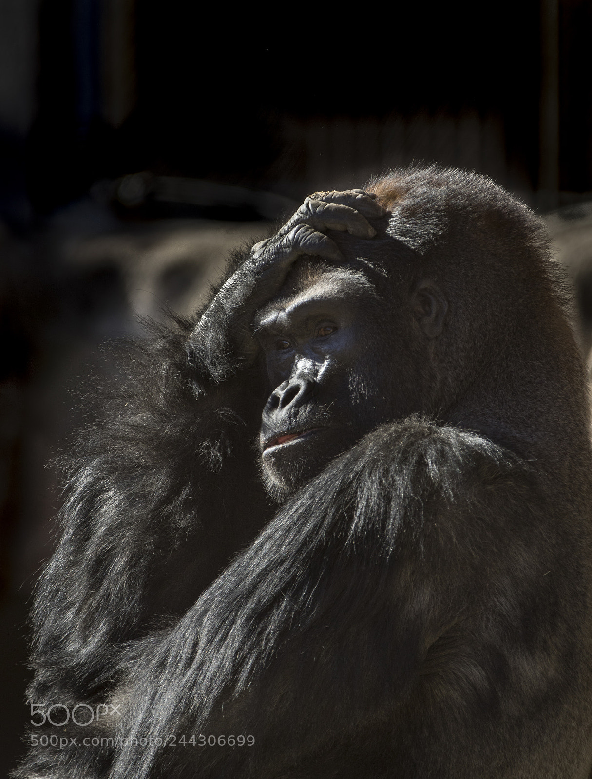 Canon EOS 7D Mark II sample photo. The watcher photography